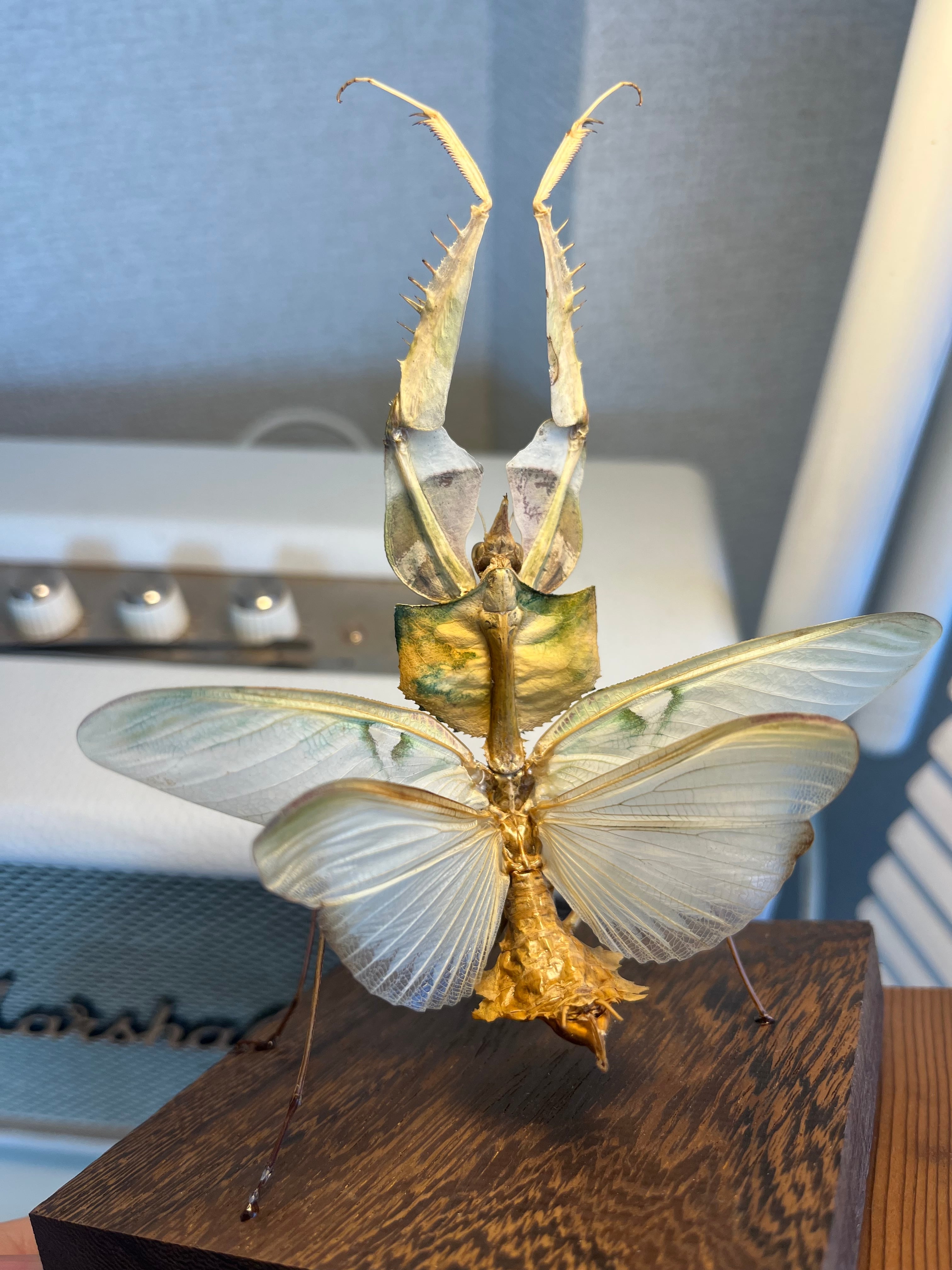 【蟷螂傑作】ニセハナマオウカマキリ マンティスタランチュラムカデセンチピード 蟷螂傑作】ニセハナマオウカマキリ マンティスタランチュラムカデ