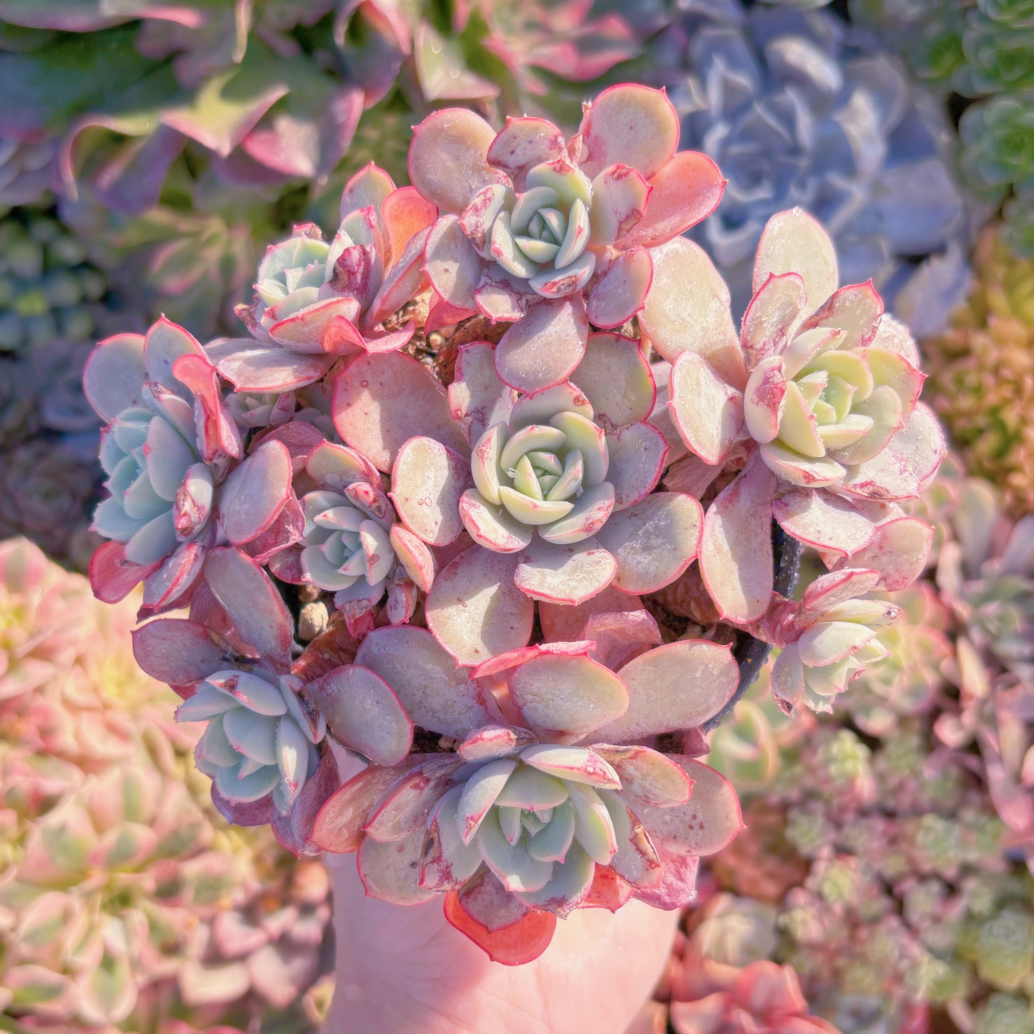 現品　ラウ026#888　在庫僅少　るる農園