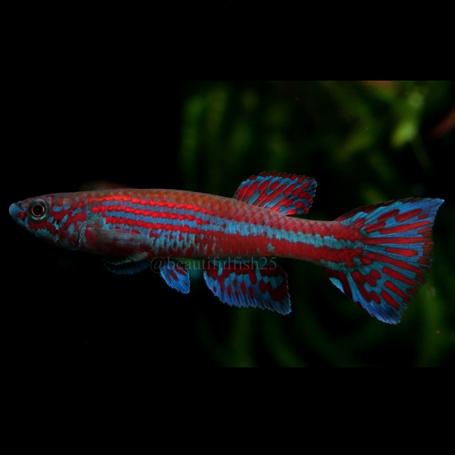 卵生メダカ beautifish25
