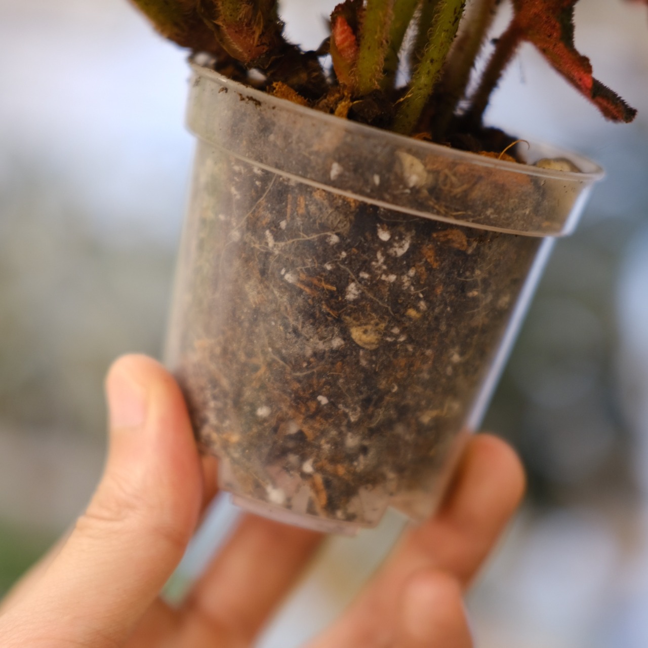 Begonia soli mutata Variegated / ベゴニア ソリムタータ バリエガータ ピンク