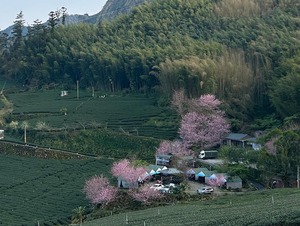 【イベント予約】「簡莉芩の台湾茶会」2024年4月28日(日) 10:00〜12:00