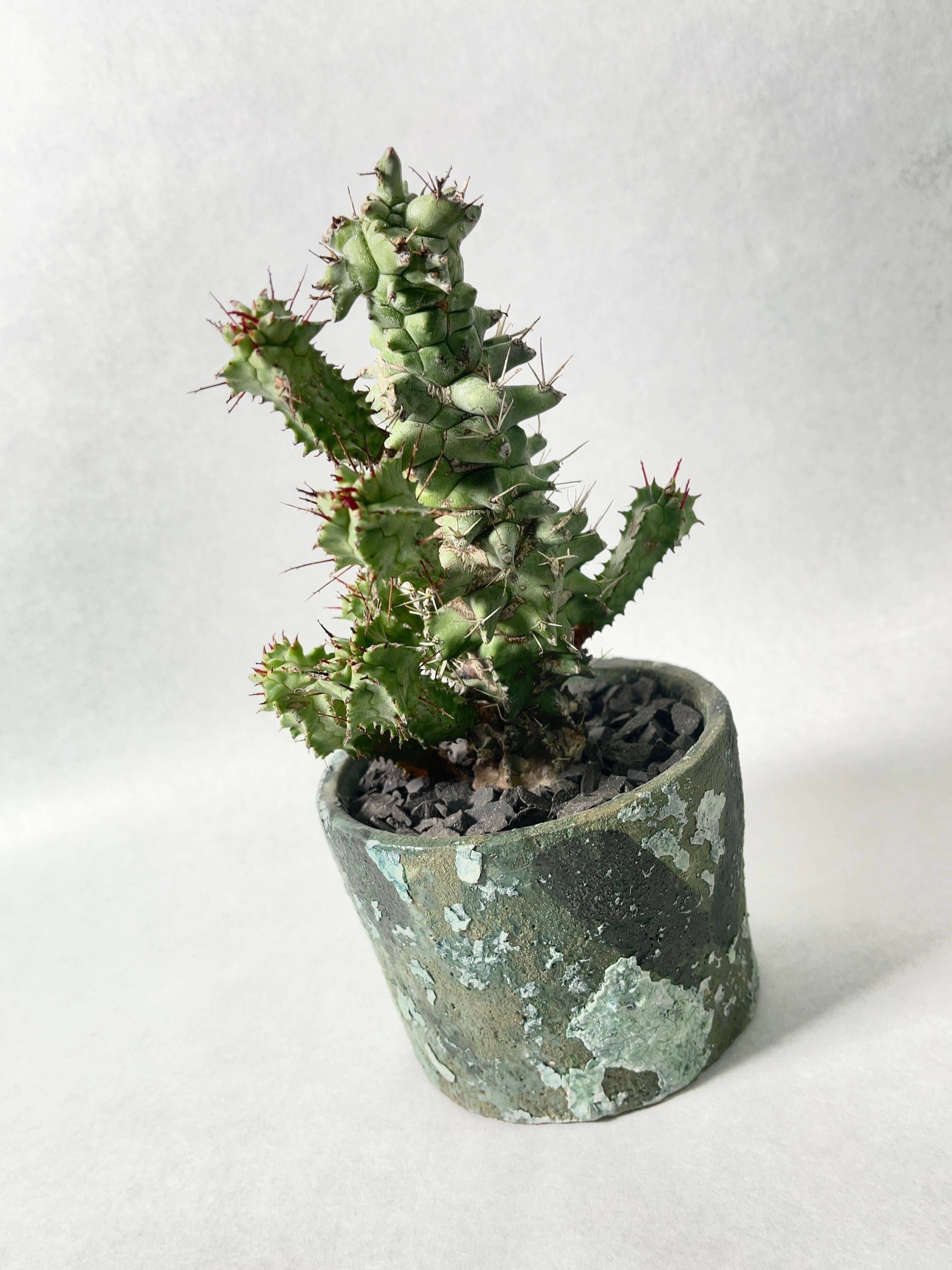 ユーフォルビア・ホリダモンスト | trigger