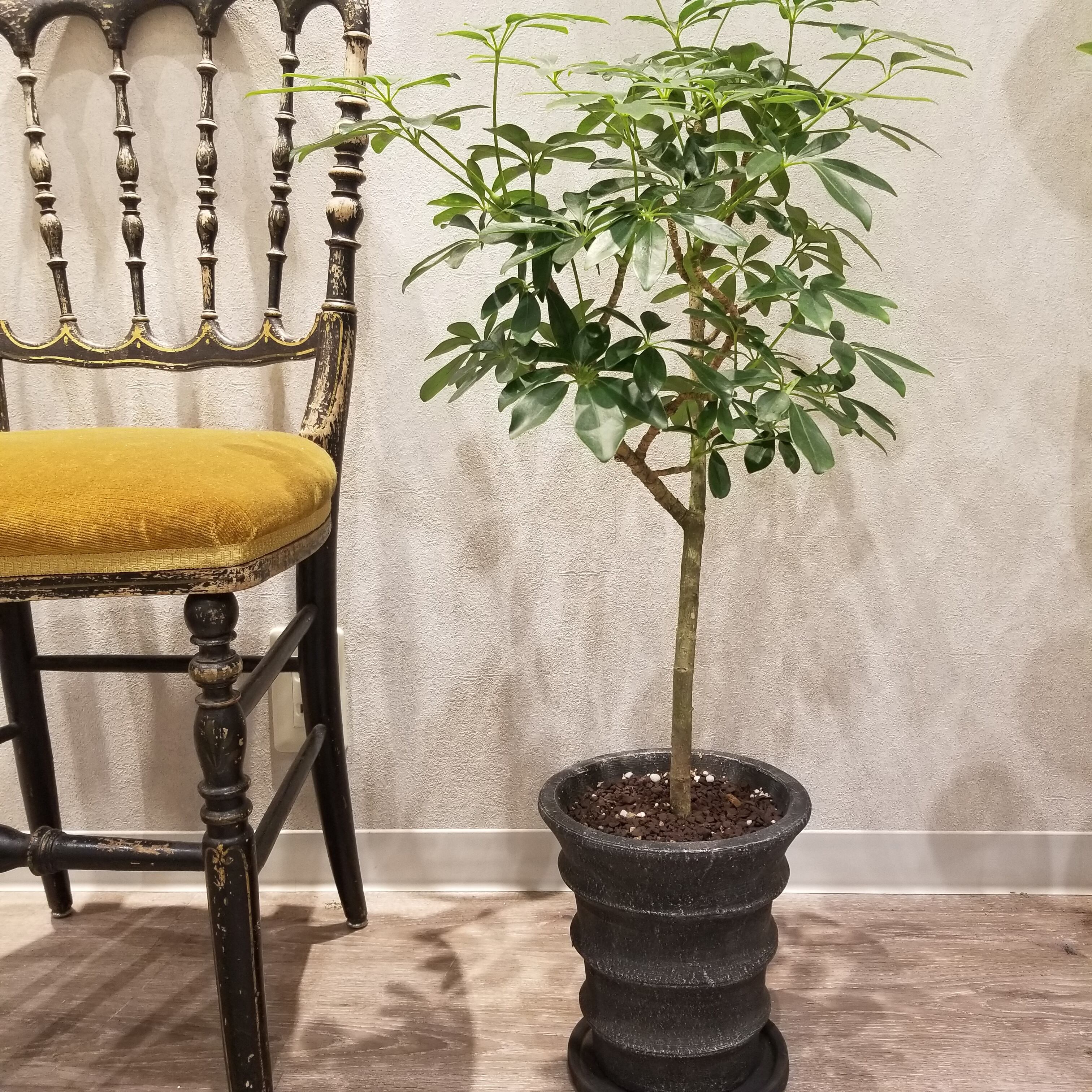 一点もの シェフレラ 観葉植物 カポック ギフト 植物初心者 シェフレラ陶器 シェフレラおすすめ カポック陶器 フラワーギフト専門店 Conoka Online Shop お花や観葉植物で記念日を彩る