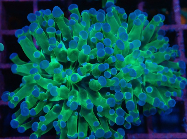 【現地買付】ParaDivisa ClearGreen 3