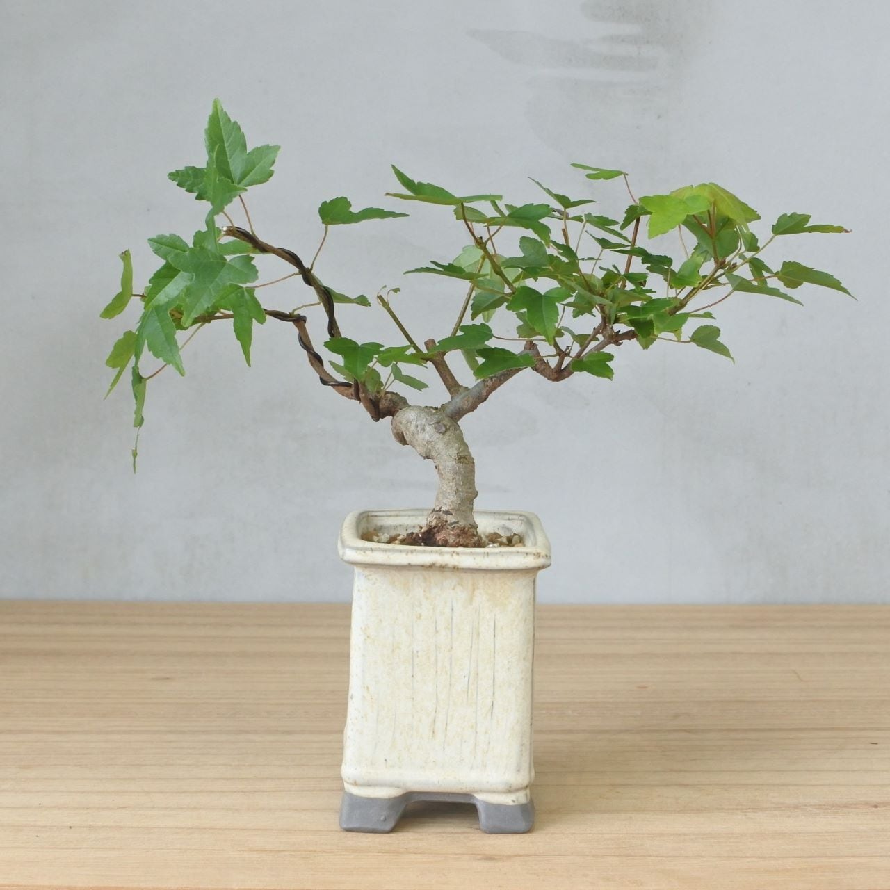 楓 かえで 盆栽 雑盆 雑木盆栽】楓（カエデ・Maple） <K6> | BONSAI 鉄と山 | Garden Times