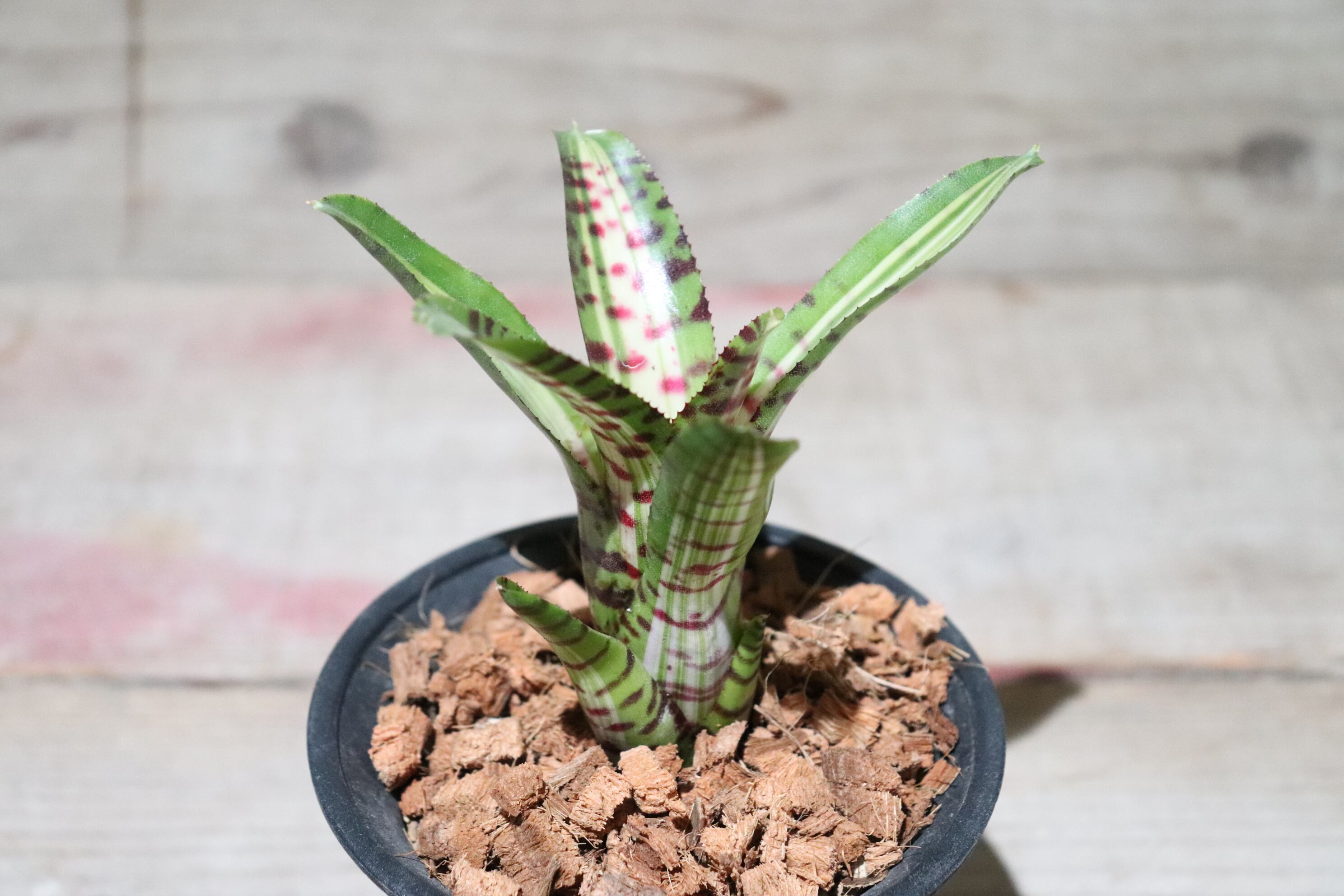送料無料】Neoregelia 'Palmares'〔ネオレゲリア〕現品発送N0022