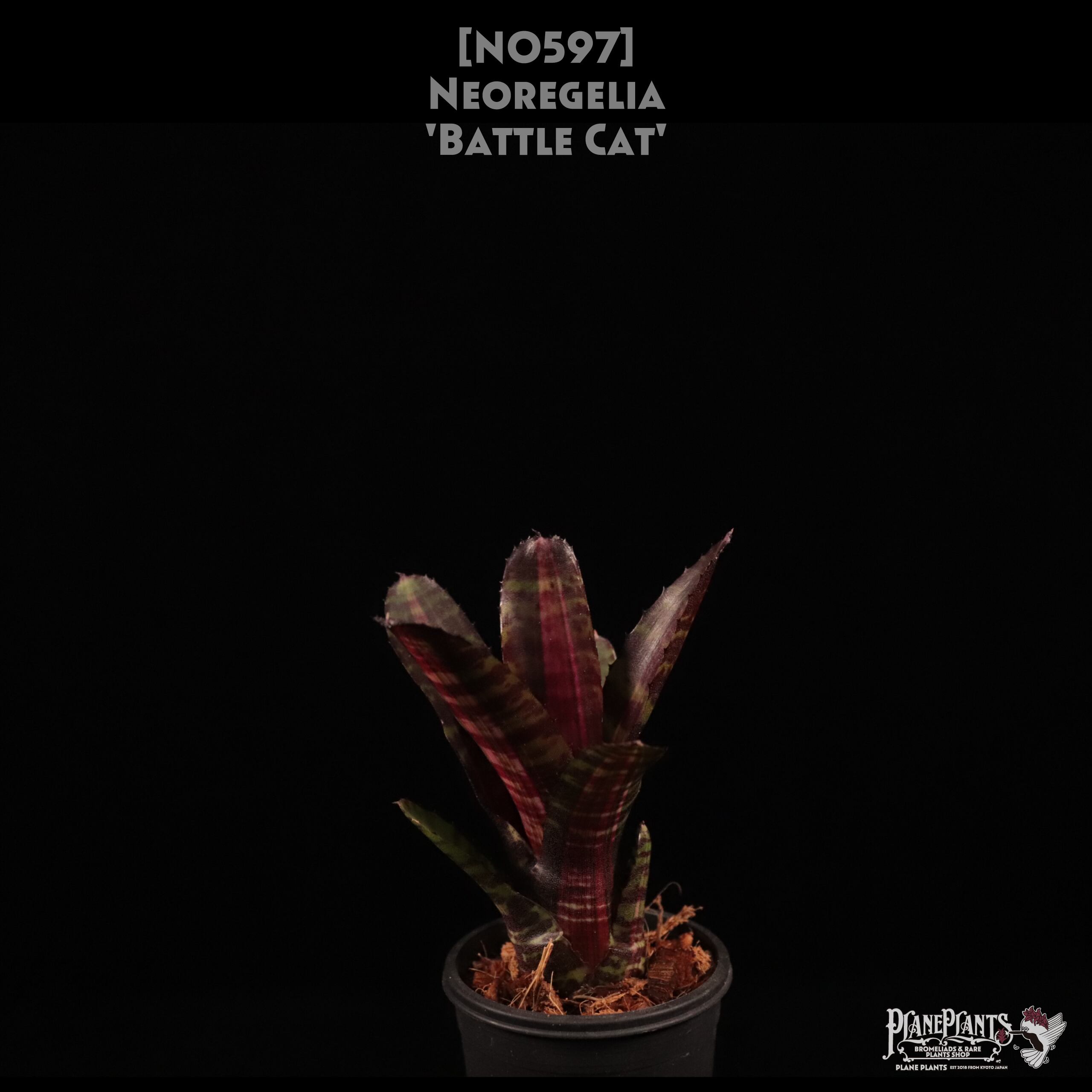 【送料無料】Neoregelia 'Battle Cat'〔ネオレゲリア〕現品発送N0597