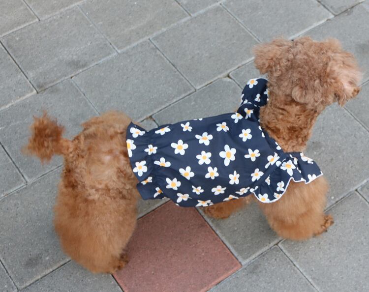 【SALE】 daisy big frill top S ~ XL 2color  /  犬服 新作 夏 フリル ブラウス 小型犬 中型犬 可愛い 犬の服 ドッグウェア 袖なし ヘアピン