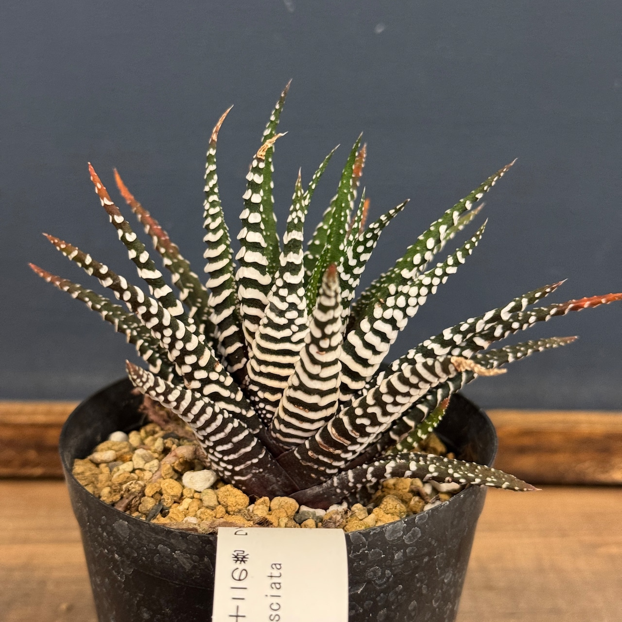 ハオルチア 十二の巻 ワイドバンド【708】