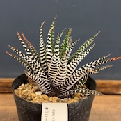 ハオルチア 十二の巻 ワイドバンド【708】