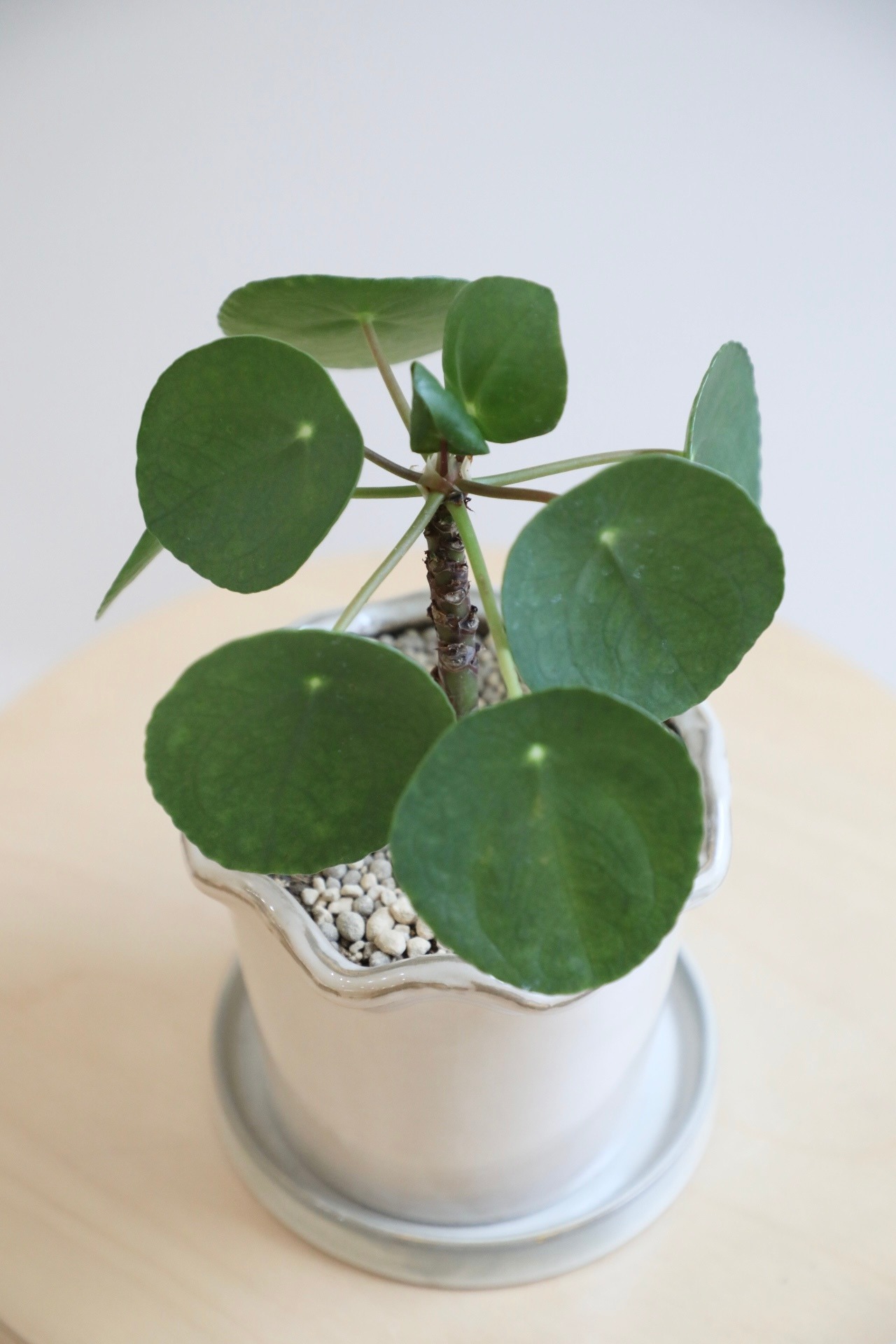 【S】ペペロミア オイデス/Peperomia oides