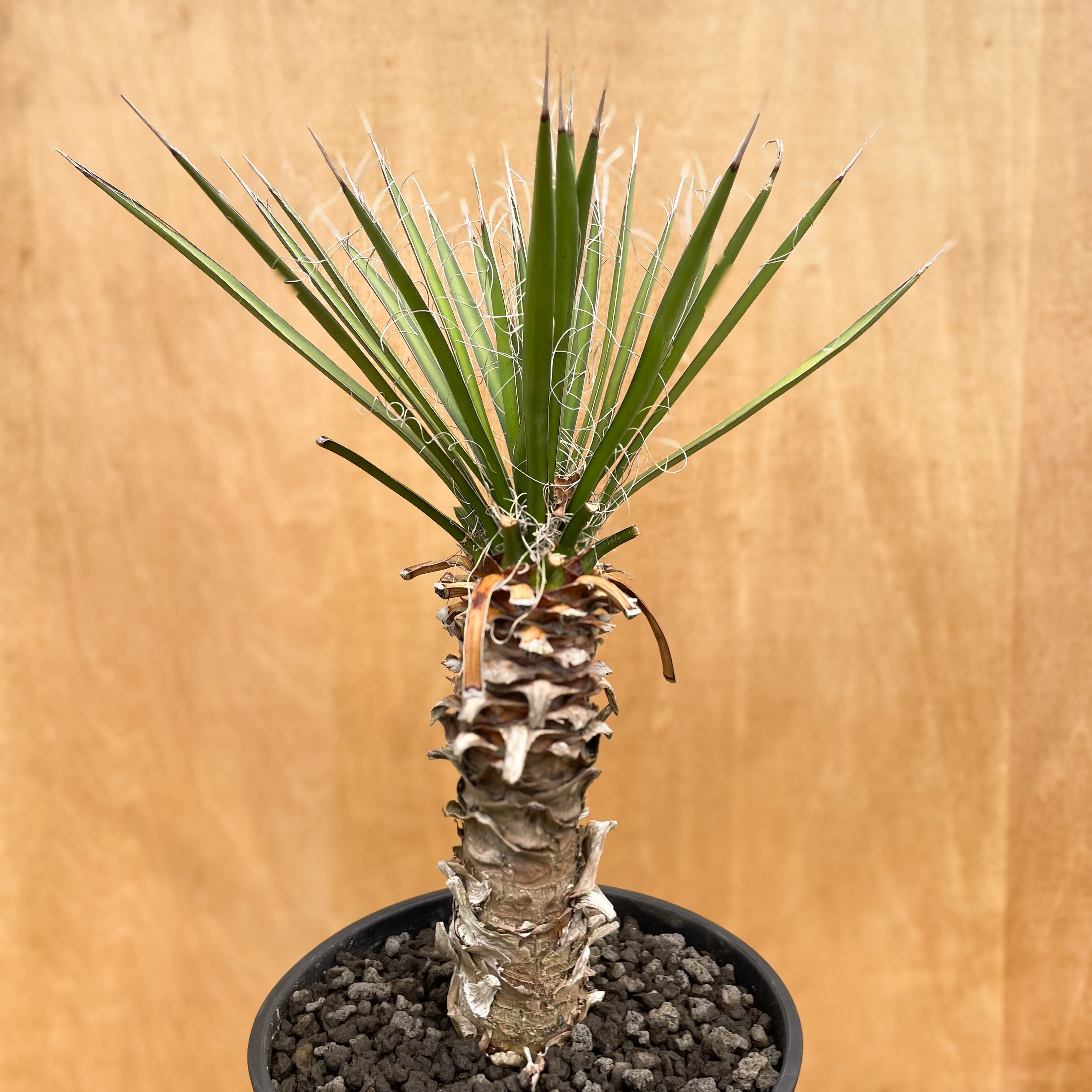 Yucca filifera【ユッカ・フィリフェラ】 | RIMO'S GREEN 【Saboten