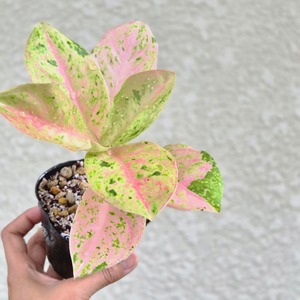 ➉《Aglaonema Kamlai Thong》アグラオネマ カムライトーン　観葉植物 ／ レッドリーフ／ポット発送
