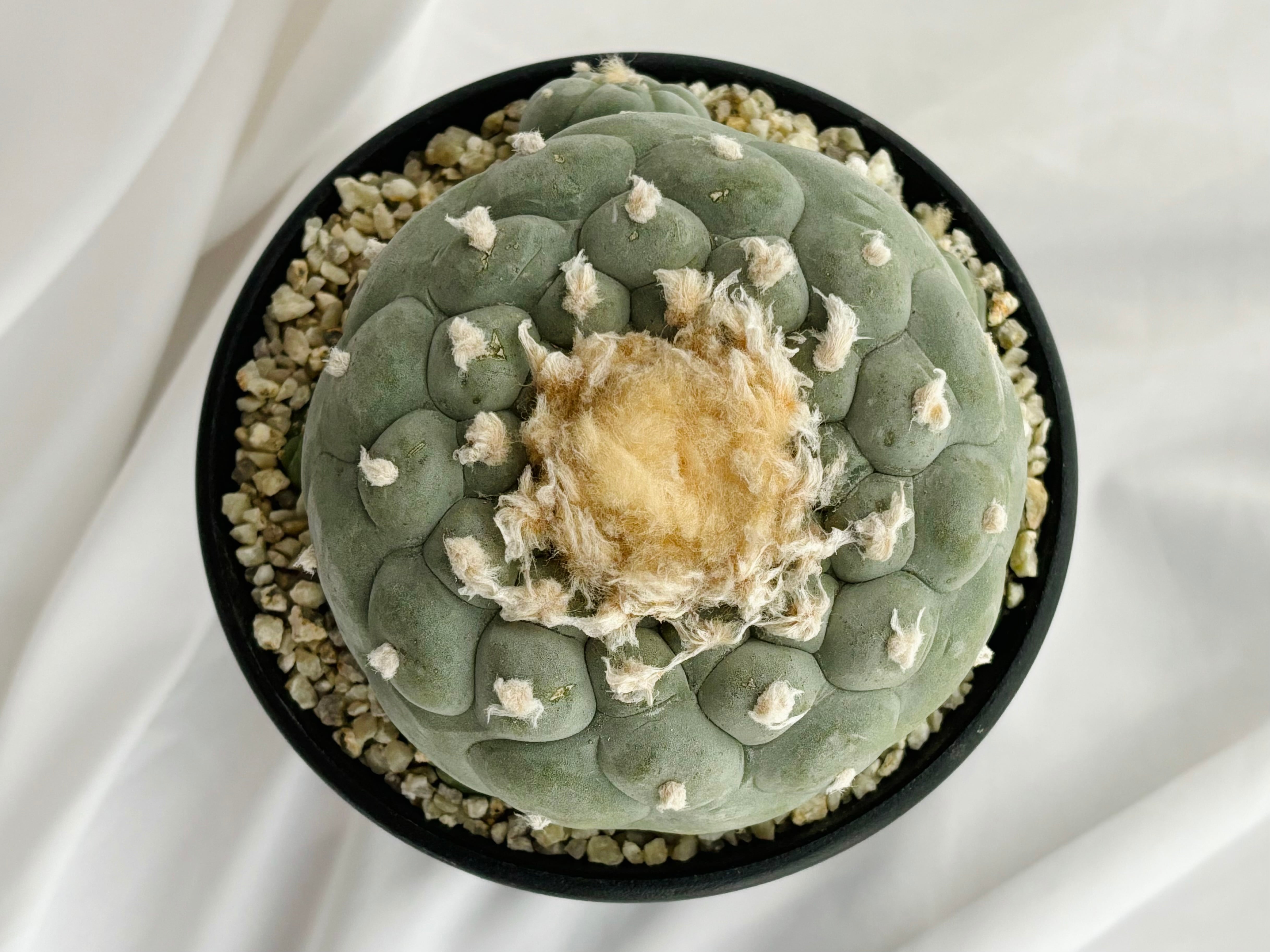 Lophophora williamsii var. decipiens ロフォフォラ 小疣銀冠玉