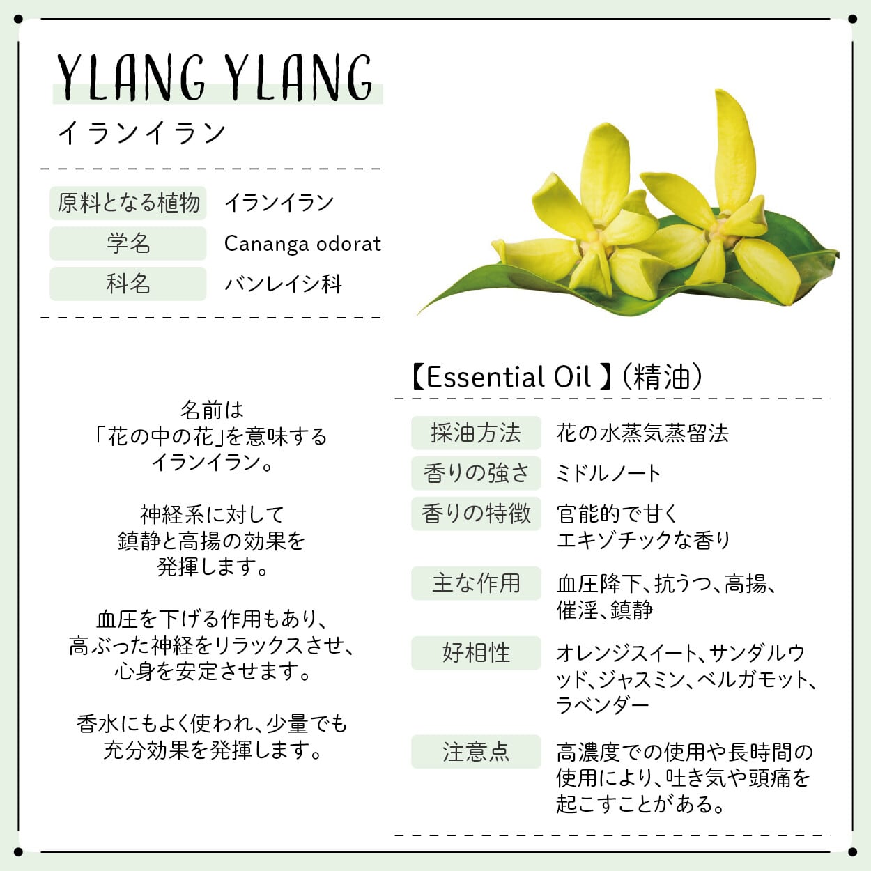 3本セット イライラ ストレス に Botanical Lab オーガニックアロマオイル セラピーグレード まほうの World Storybook