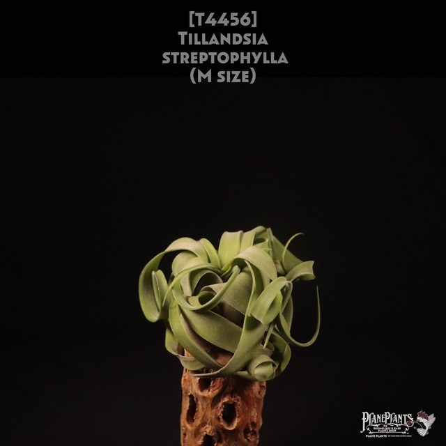 【送料別】Adenium Thai Arabicum "Black" (3.5pot size) 〔アデニウム〕現品発送AD004