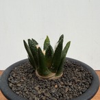 Ariocarpus bravoanus【アリオカルプス・ブラボアナス・実生】