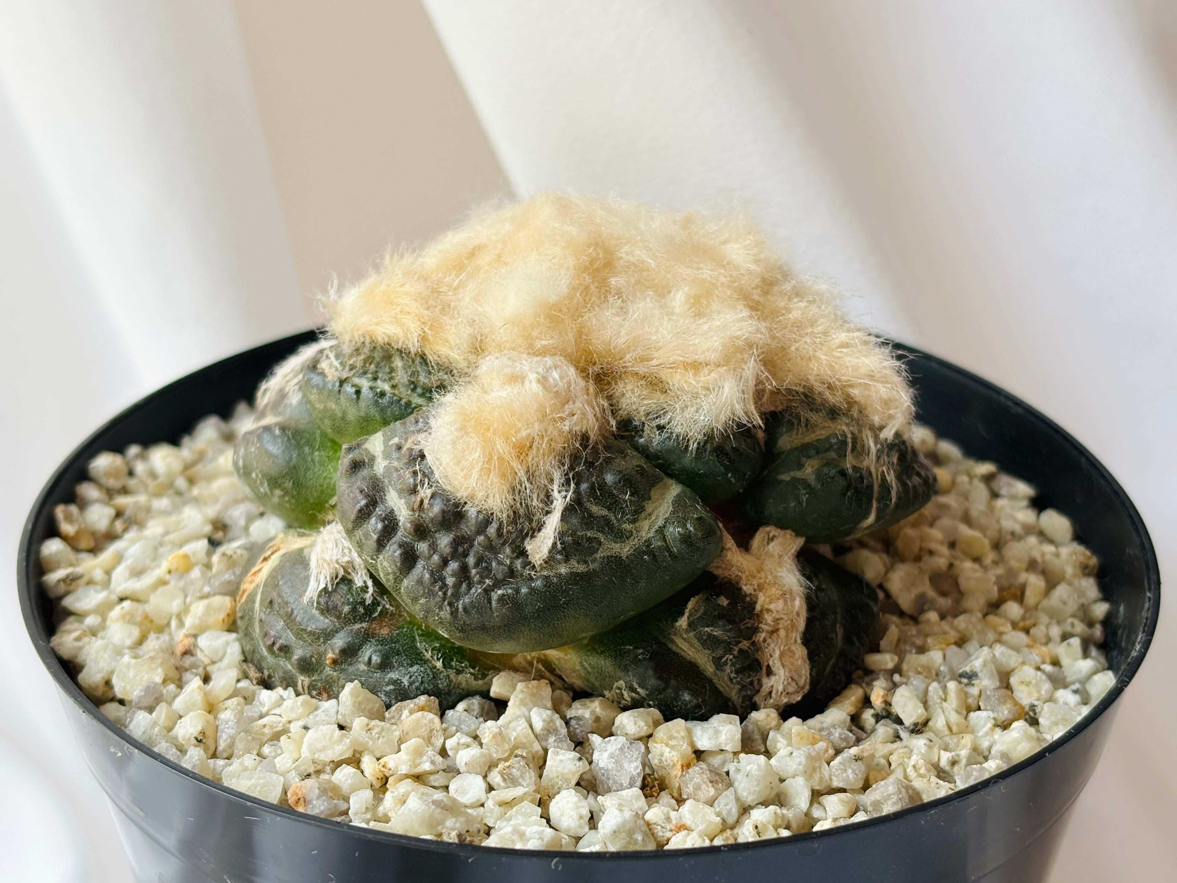 Ariocarpus fissuratus アリオカルプス 亀甲牡丹 サボテン