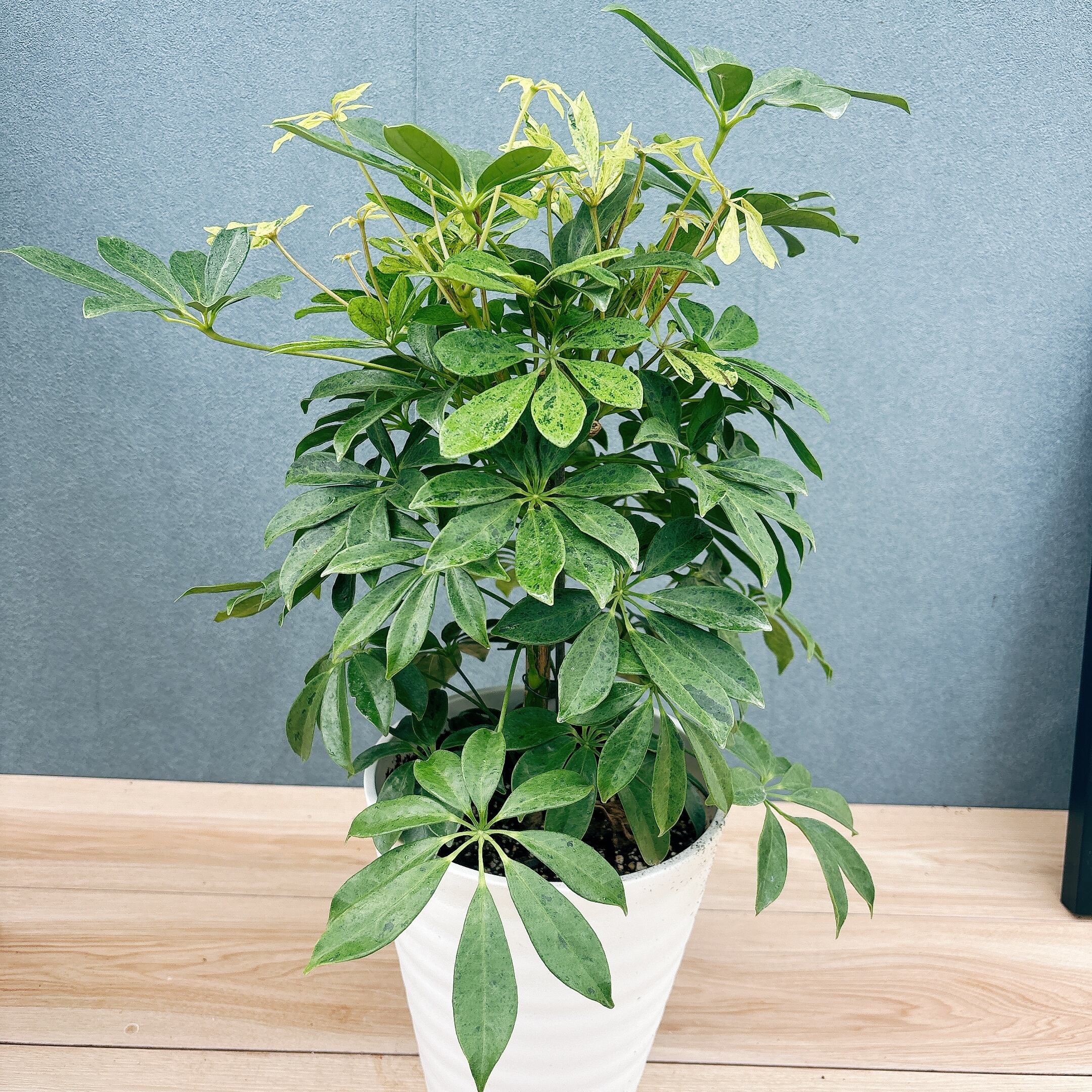 現品］【希少】☆初出品☆ 92番 シェフレラ アナ 7号 観葉植物 室内