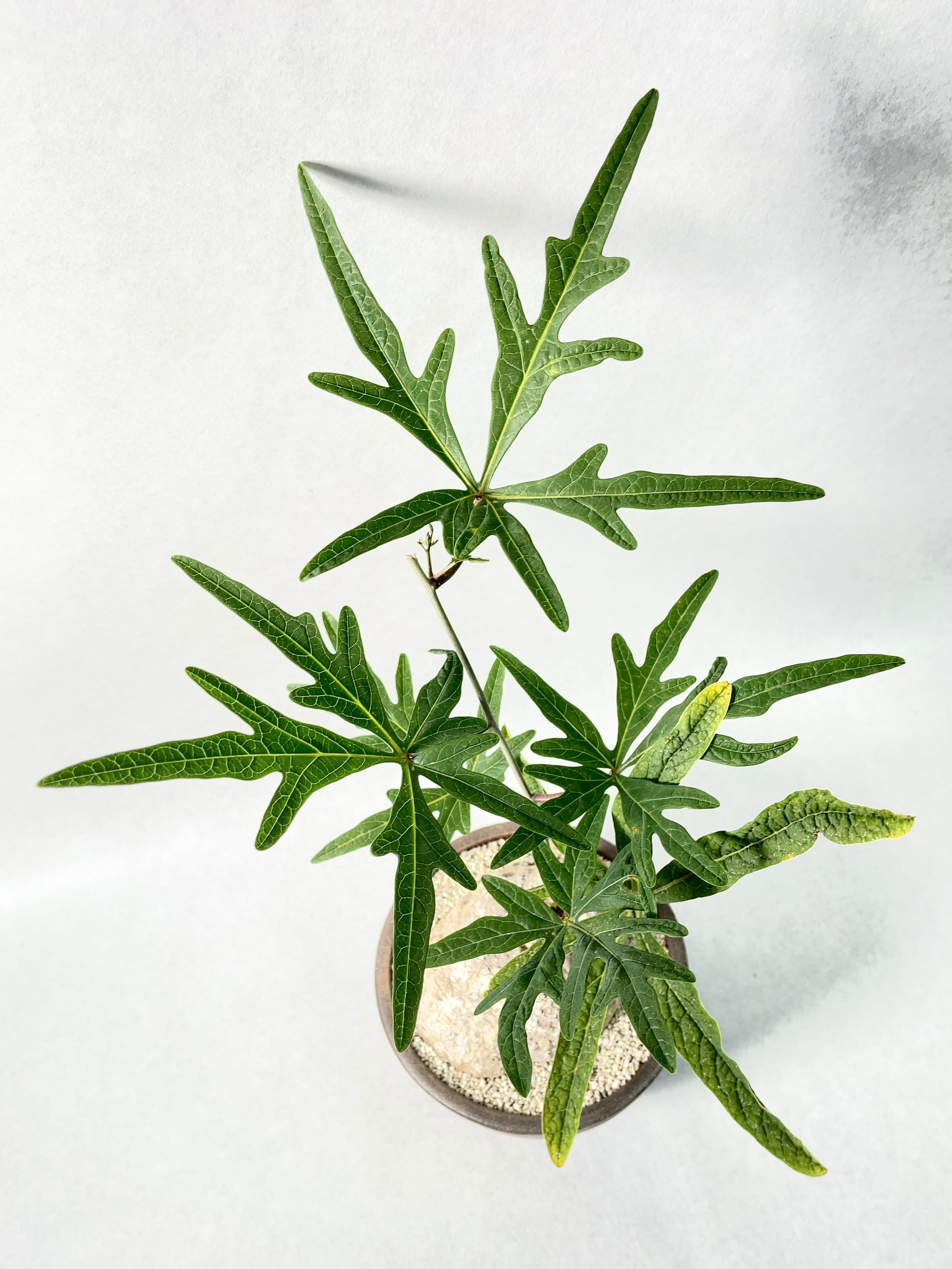 アデニア・ステノダクチラ(タンザニア) | trigger