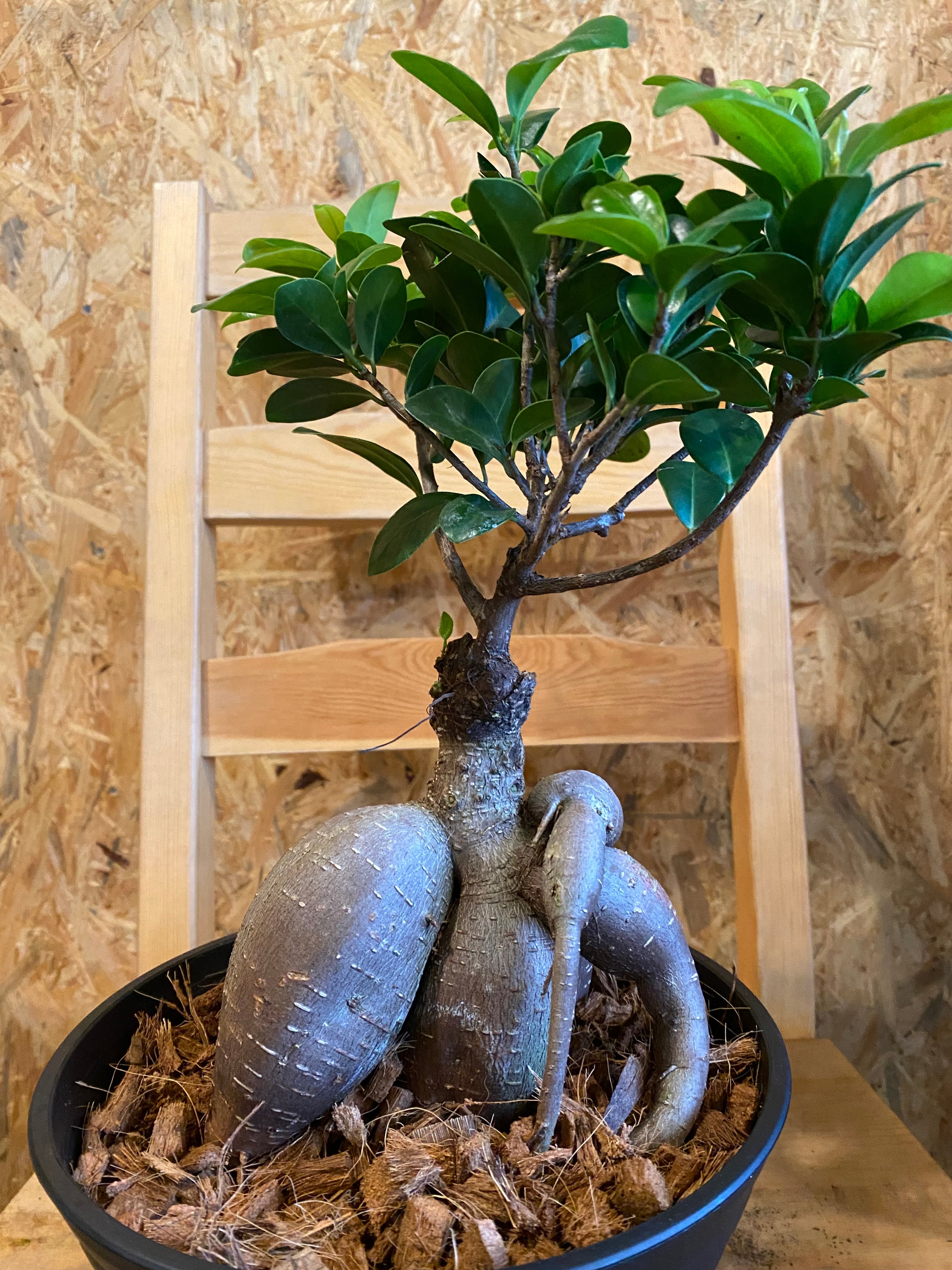 ガジュマル盆栽 樹齢30年 塊根植物 ガジュマルS/盆栽、多肉植物、塊根