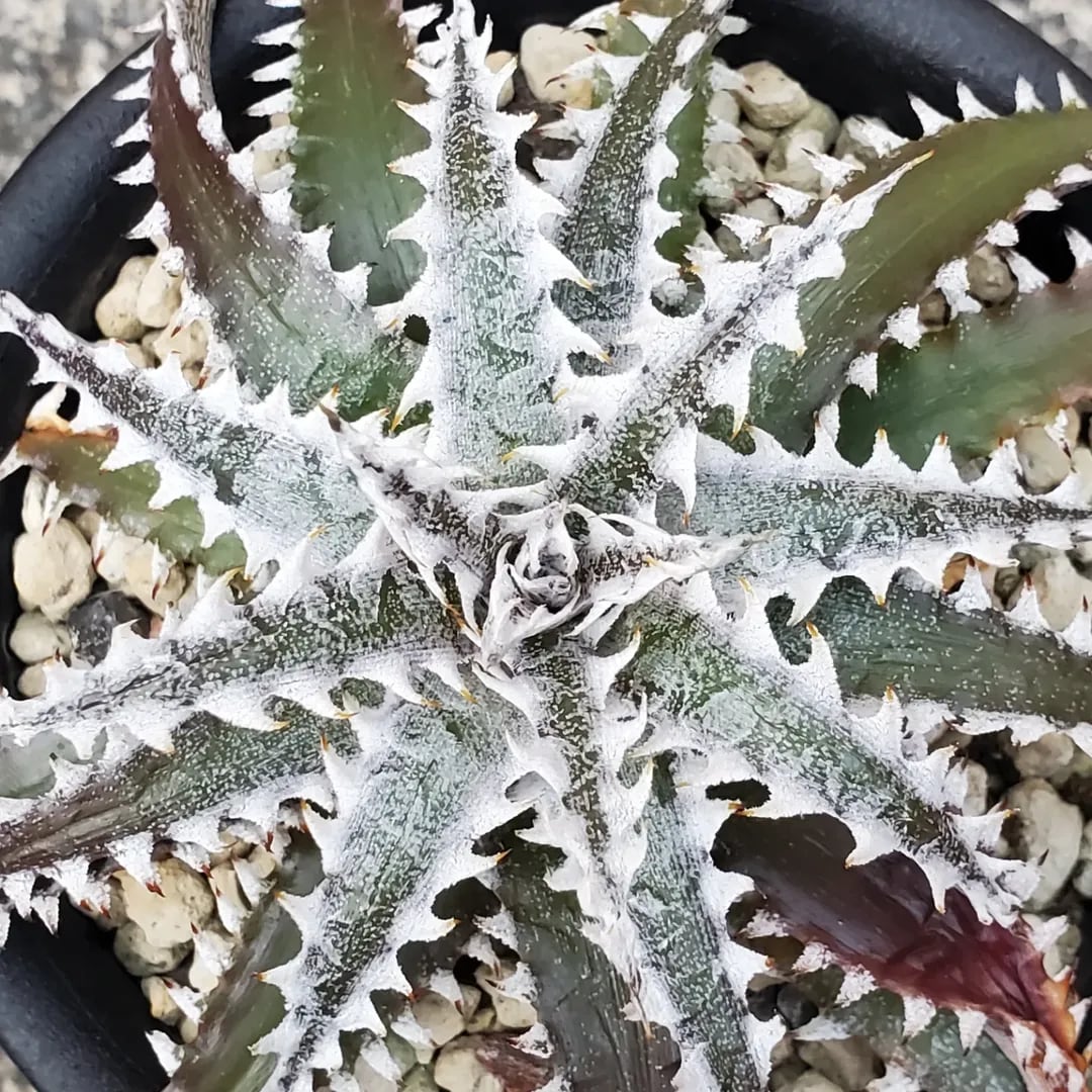 F00440_【OL004】Dyckia 'Obsidian' x 'Little Wing'：ディッキア