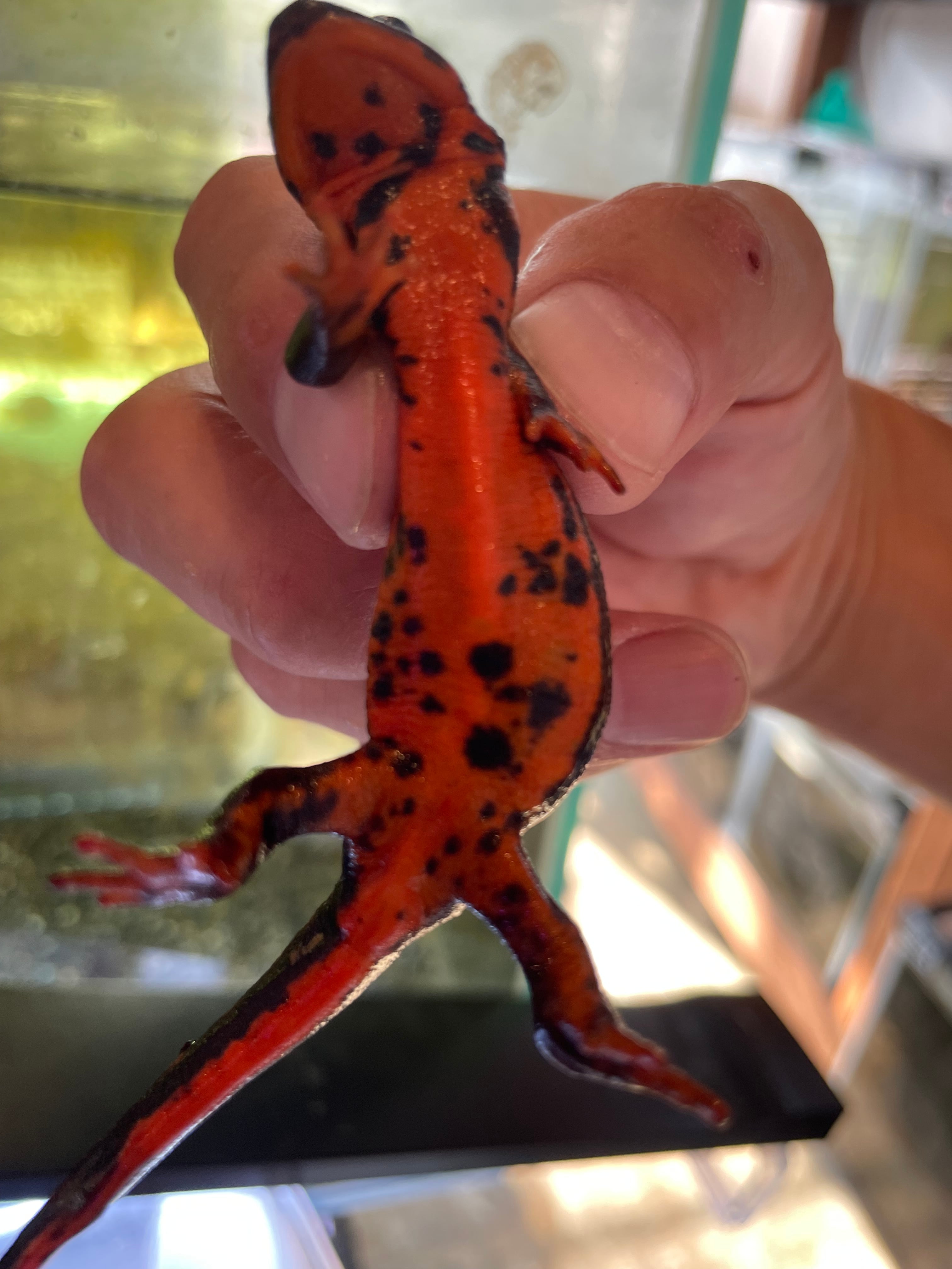 沖縄シリケンイモリ【金斑入り】 | アクアショップ 青