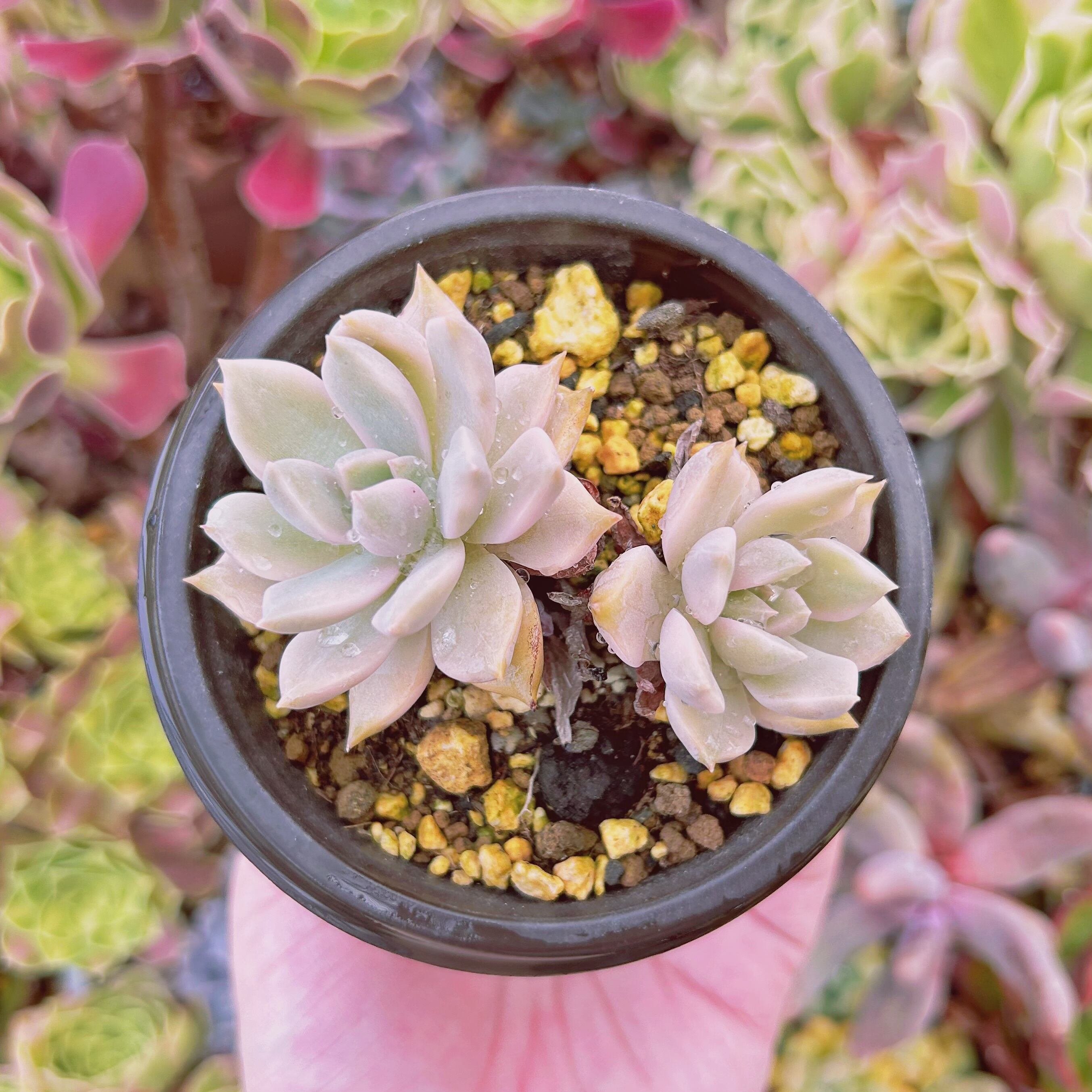 #041現物　多肉植物　Echeveria カリナ錦　抜き苗