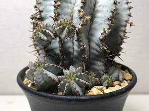 ユーフォルビア ホリダ