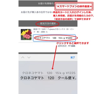 神田ばら園 10本 ☆バラ品種名： サムライ08 赤バラの定番！ | 新鮮