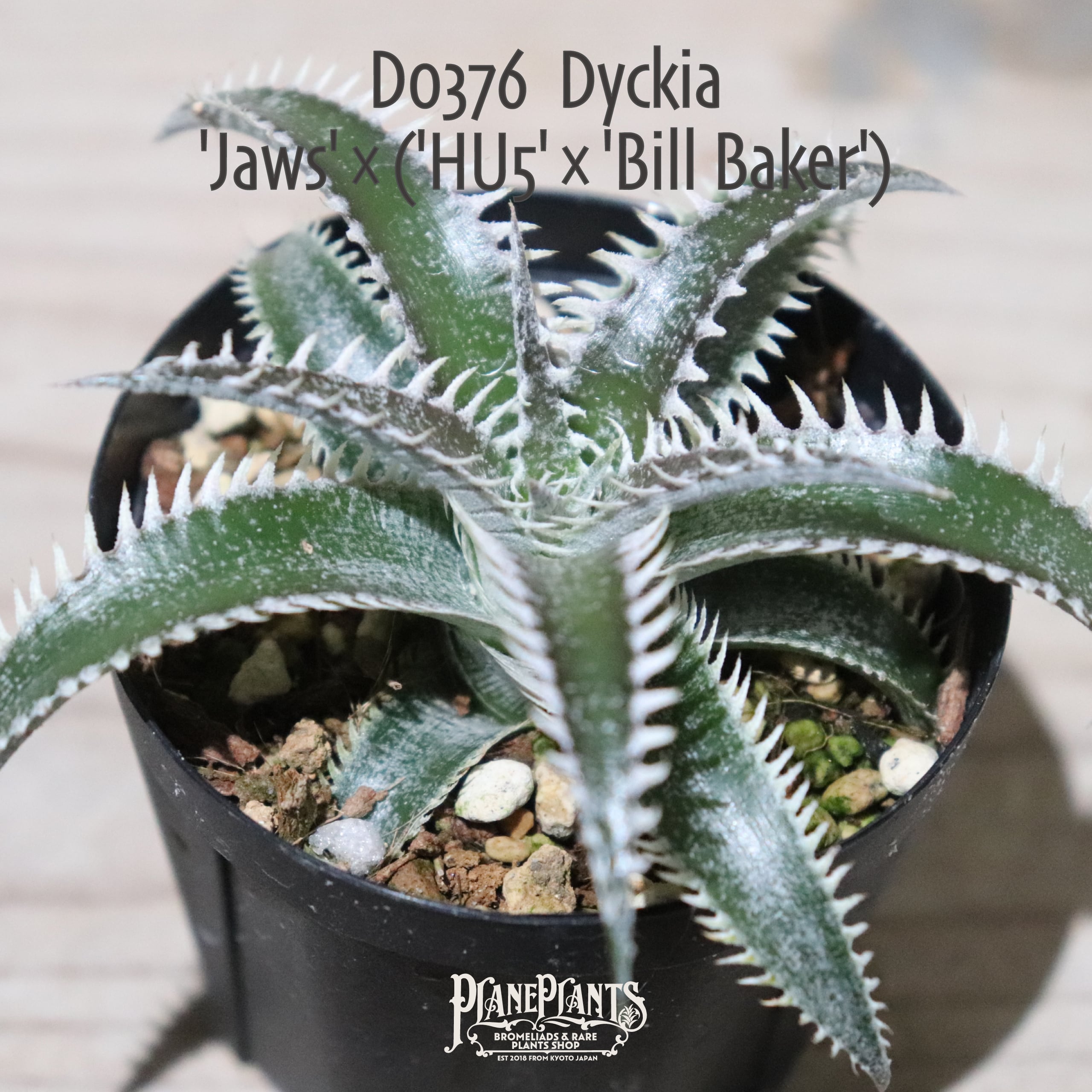 【送料無料】'Jaws'×('HU5'×'Bill Baker')〔ディッキア〕現品発送D0376