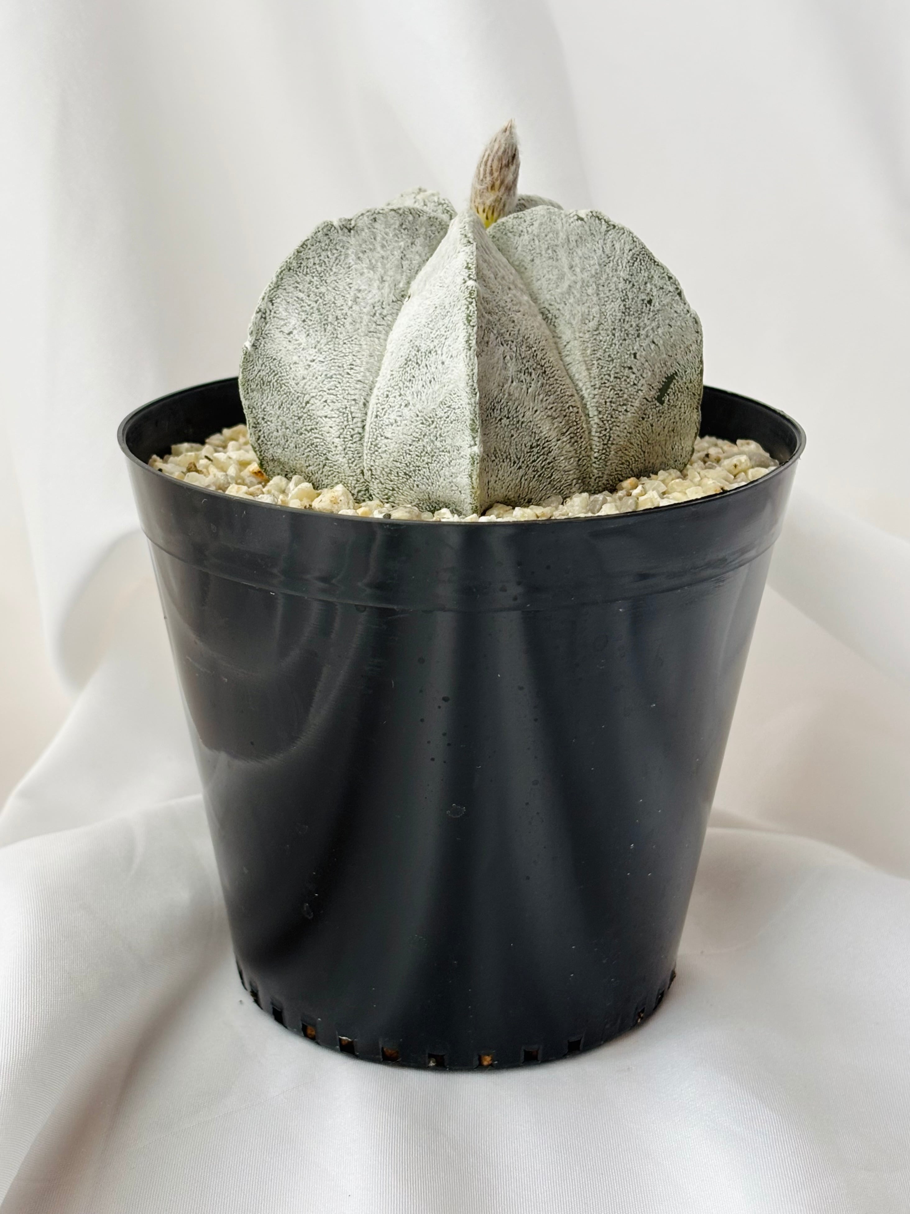 Astrophytum coahuilense アストロフィツム 白ラン サボテン | plants