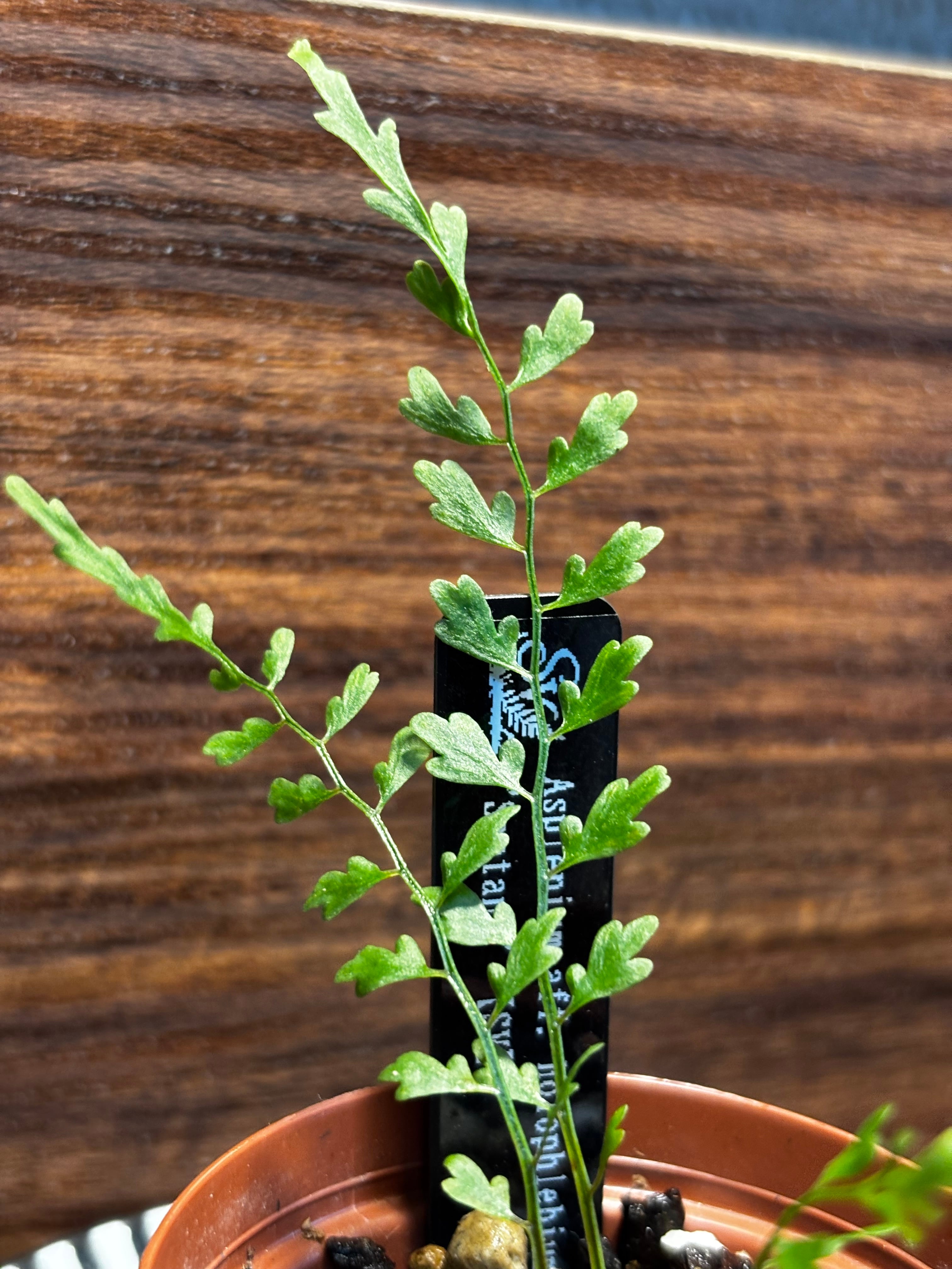 SCALE_VIVARIUM | 蝉ノナキガラ