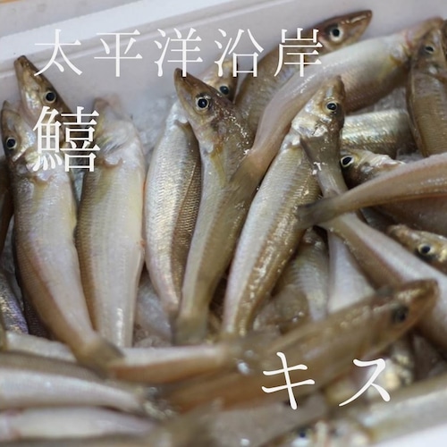 生 キス 500g（1尾50～60g）九州・江戸前産 他 鮮魚【鱚500g】 冷蔵 豊洲直送