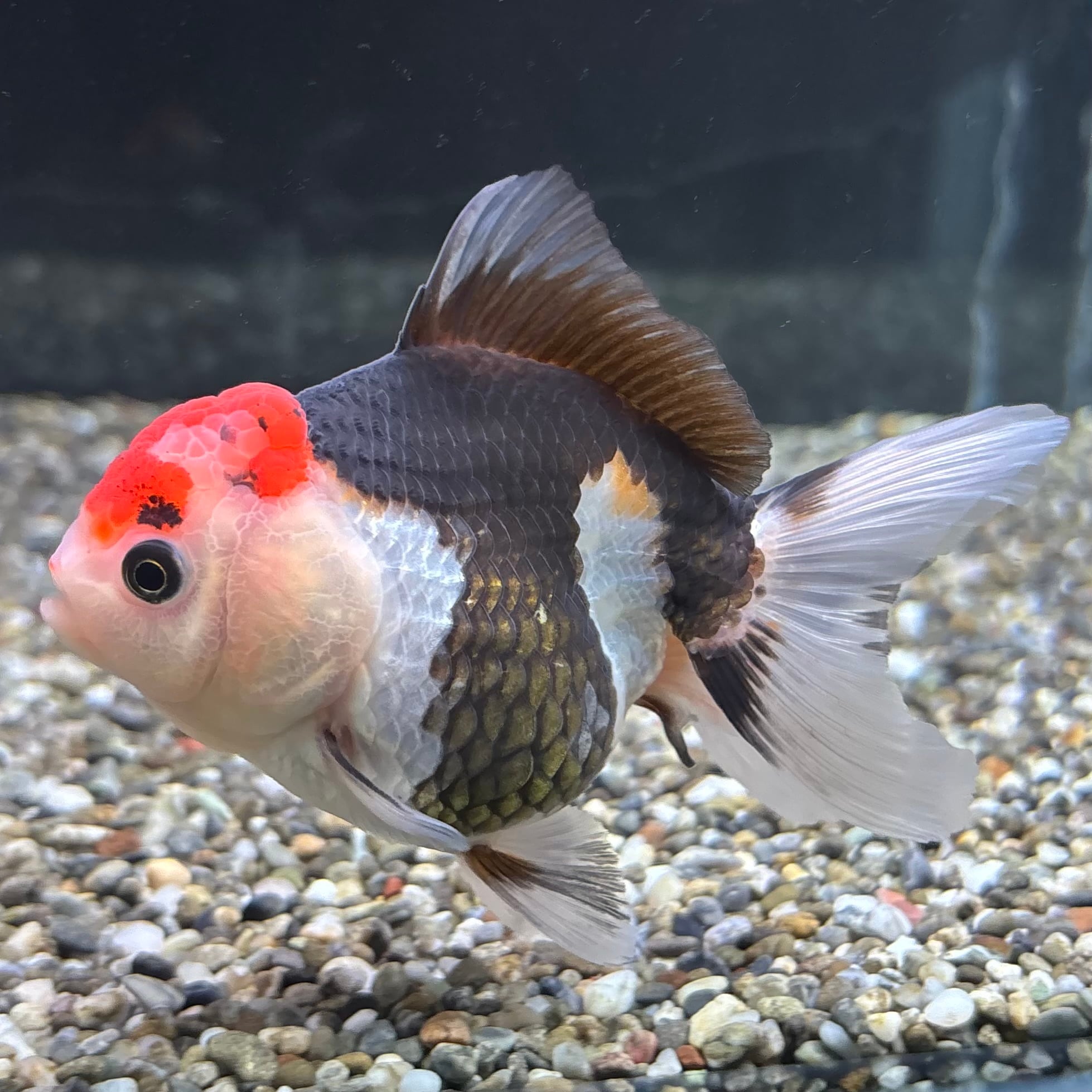 トリカラーオランダ 10cm