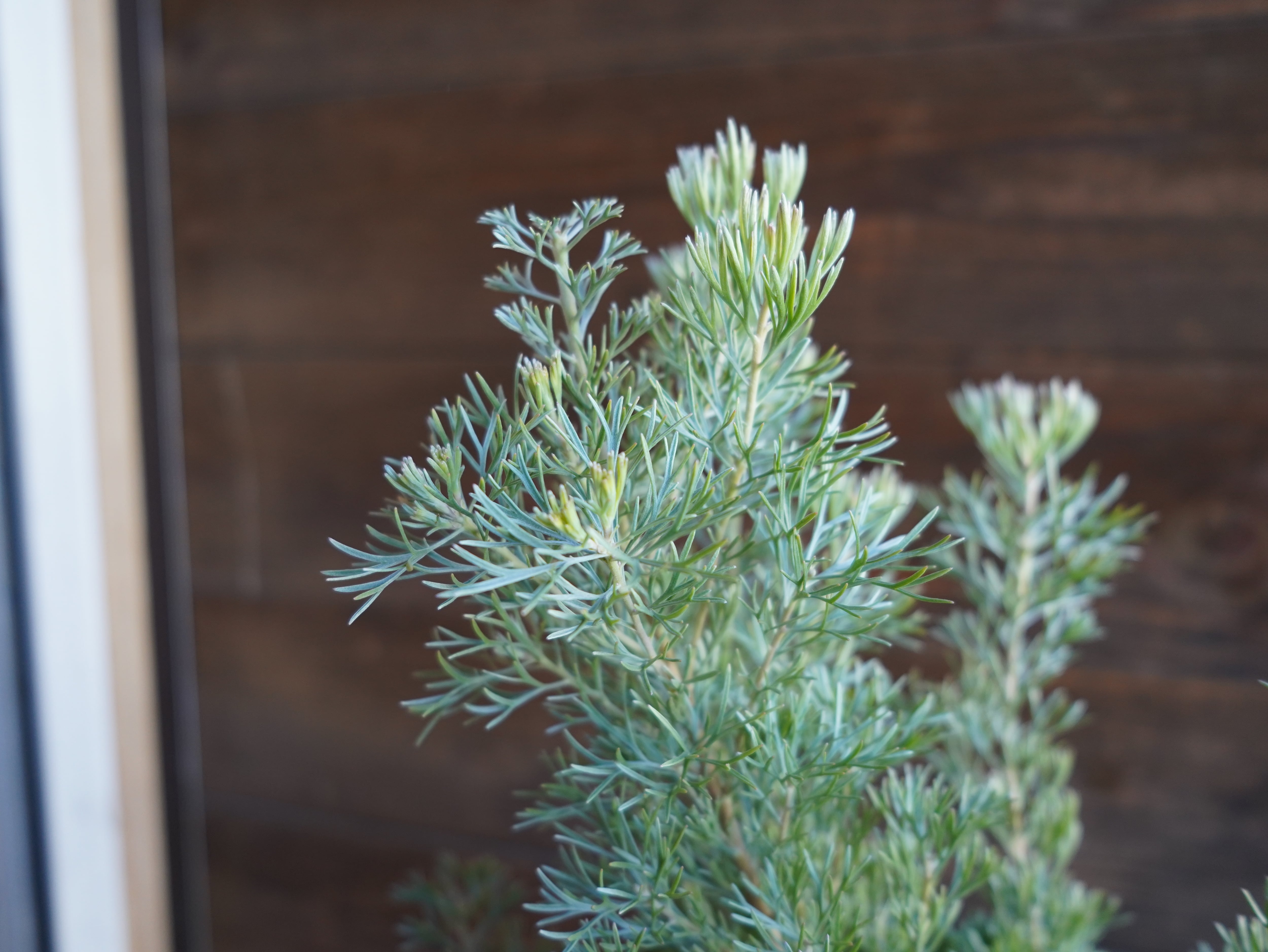 【現物】アデナンサス　”カニングハーミルブッシュ”　A