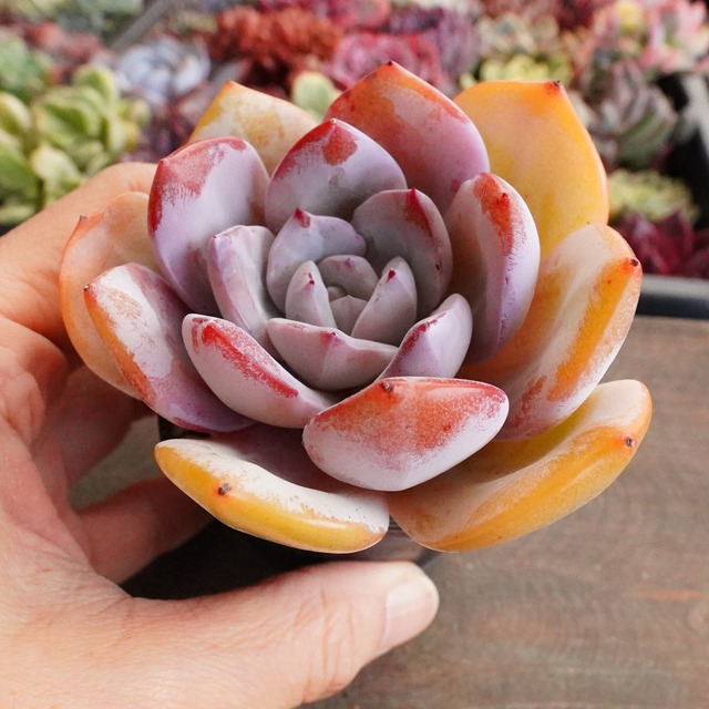 20%OFF！　【クリームティー】韓国多肉　肉厚な葉　エケベリア