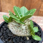 Pachypodium brevicaule【パキポディウム・ブレビカウレ・白花・実生】