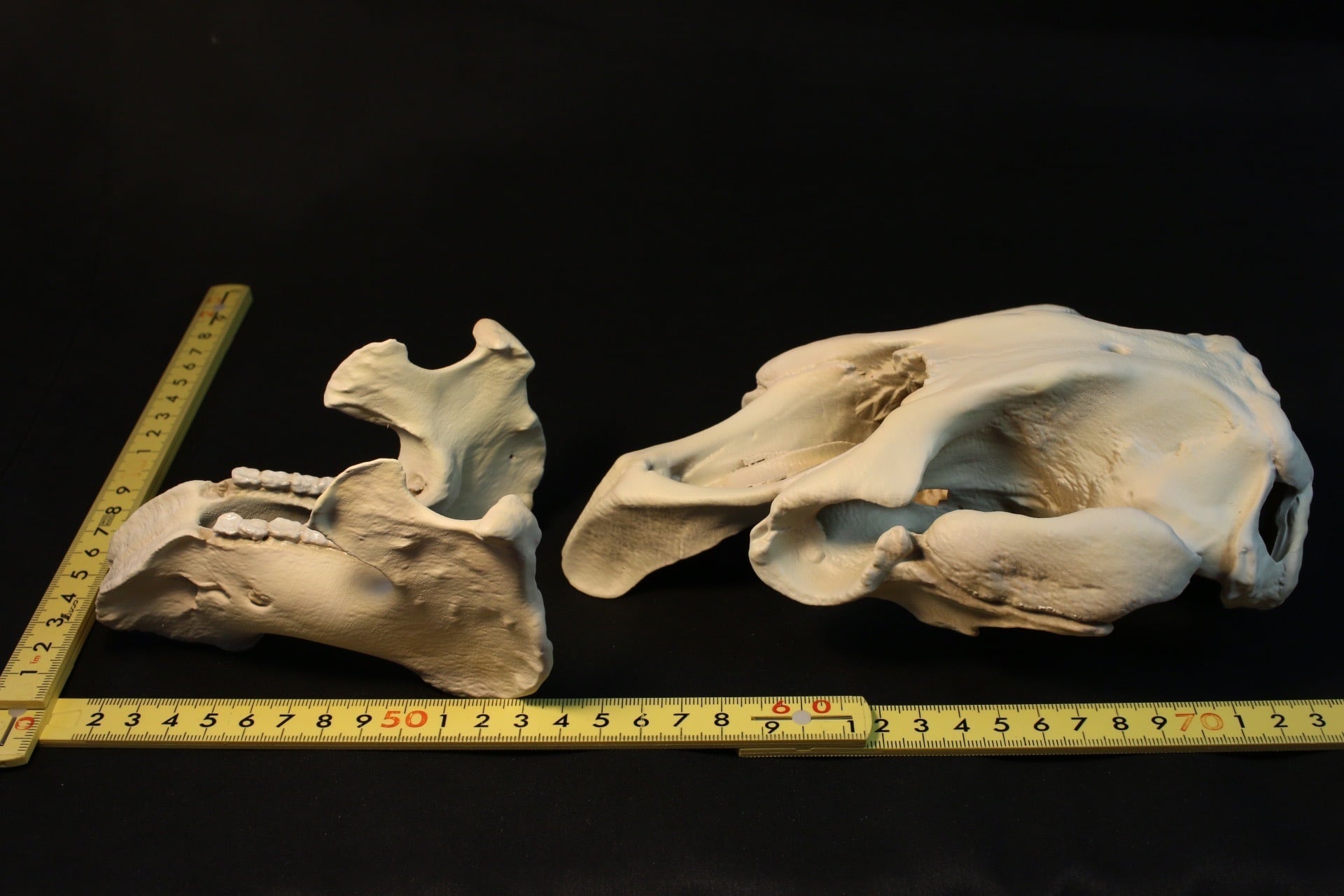 アメリカマナティー 20㎝縮小頭骨レプリカ | アンフィ合同会社