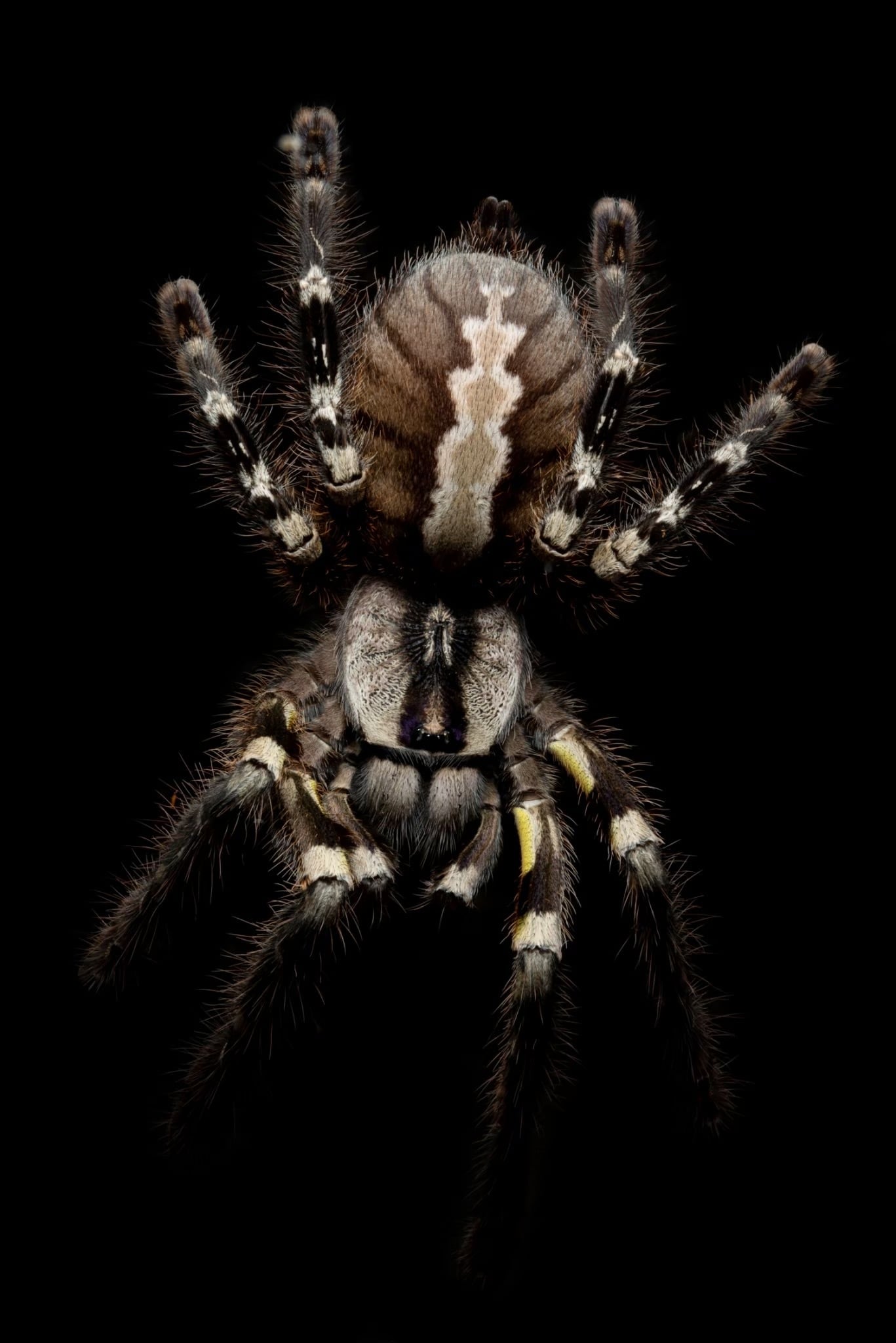 インディアンオーナメンタル/Poecilotheria regalis 幼体 1匹