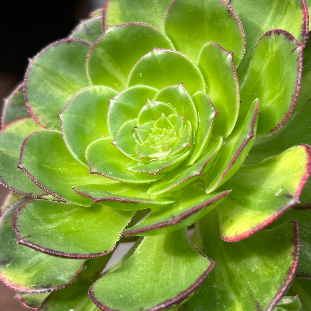 彩蝶群生(アエオニウム) | RuPo 多肉植物専門店