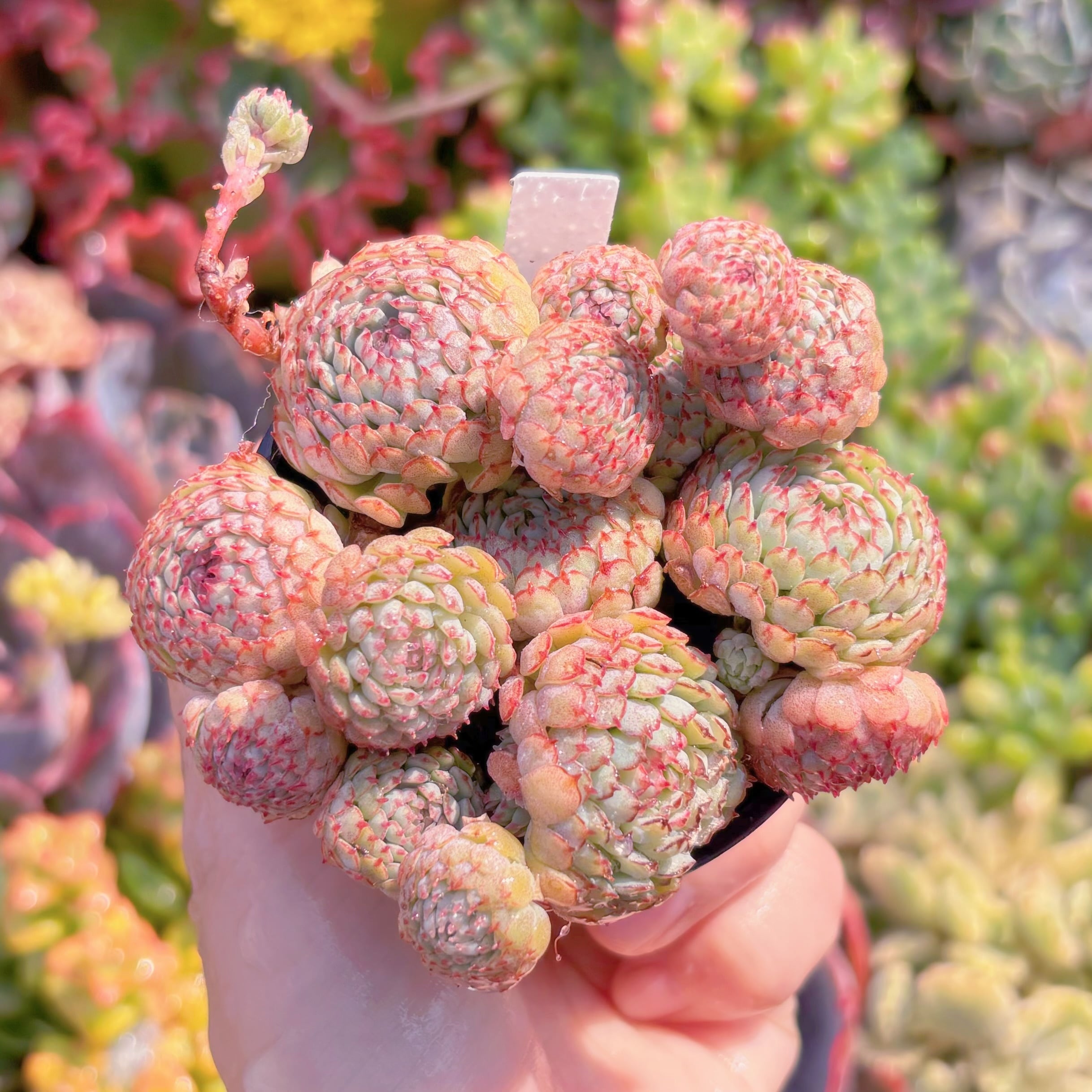 現品　グロブローサ#A066　るる農園