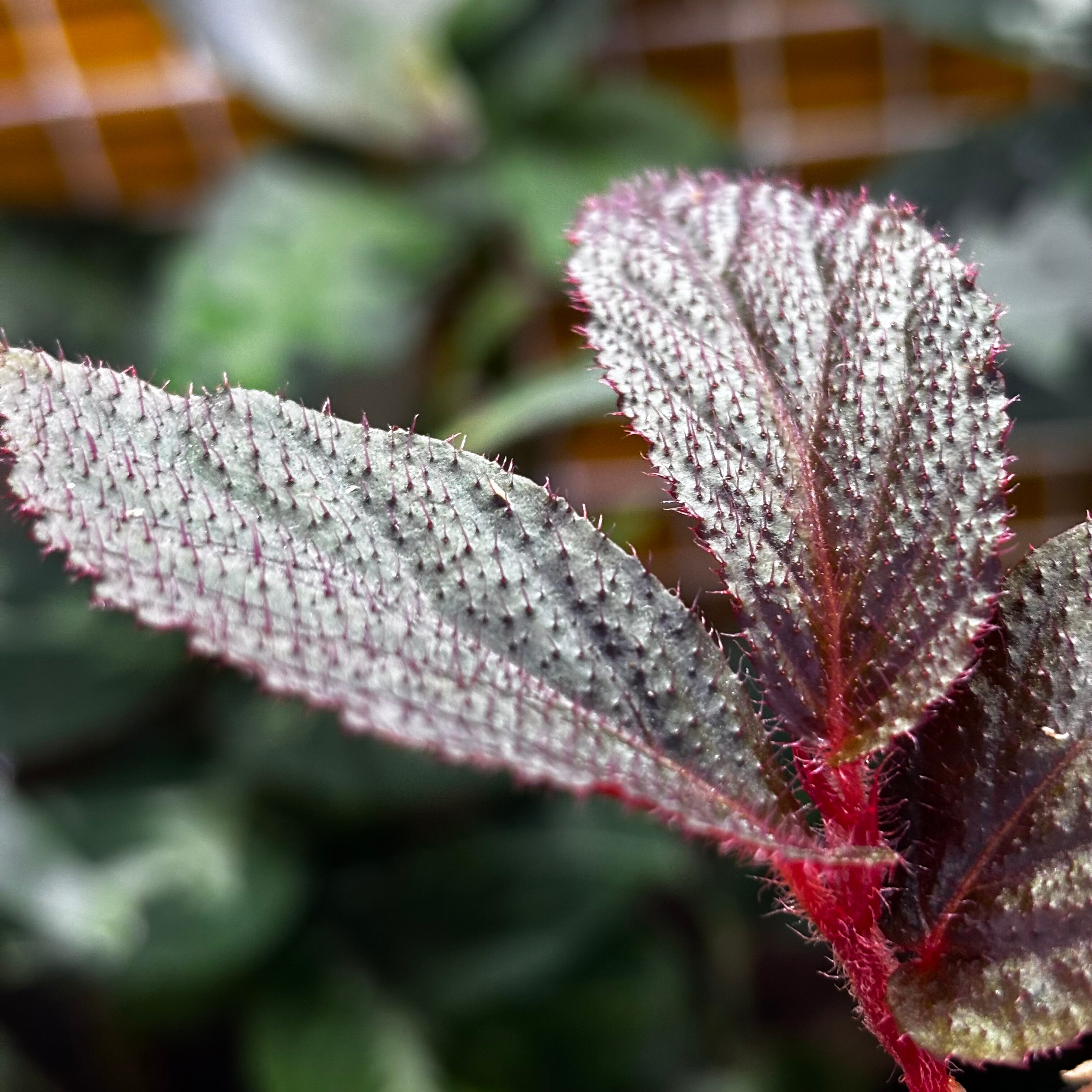 Begonia sp. Jambi ① | 熱帯雨林植物専門店 トイ吉園芸
