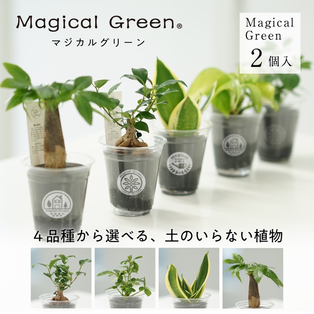 マジカルグリーン　Magical Green　２個セット