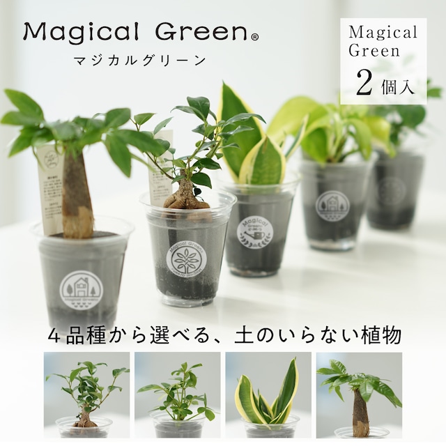 マジカルグリーン　Magical Green　２個セット