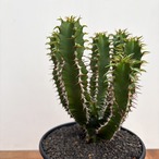 Euphorbia mlanjeana【ユーフォルビア・ムランジーナ】