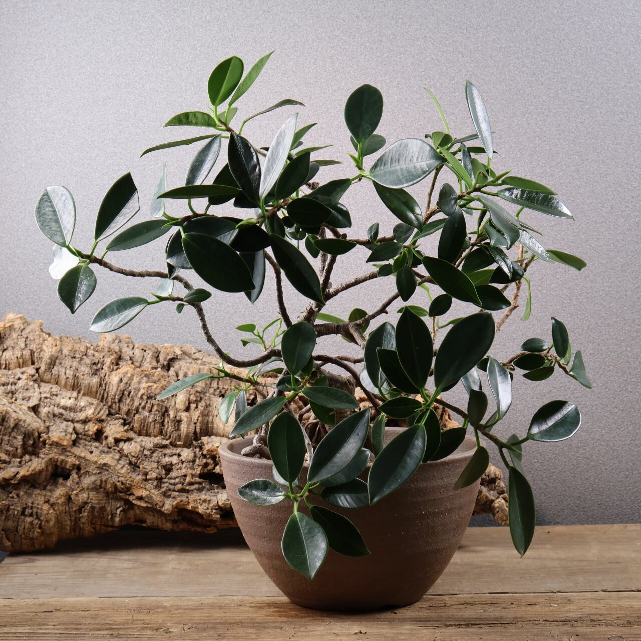 678『ガジュマル 盆栽仕立て』観葉植物【送料無料】 | MARX PLANTS
