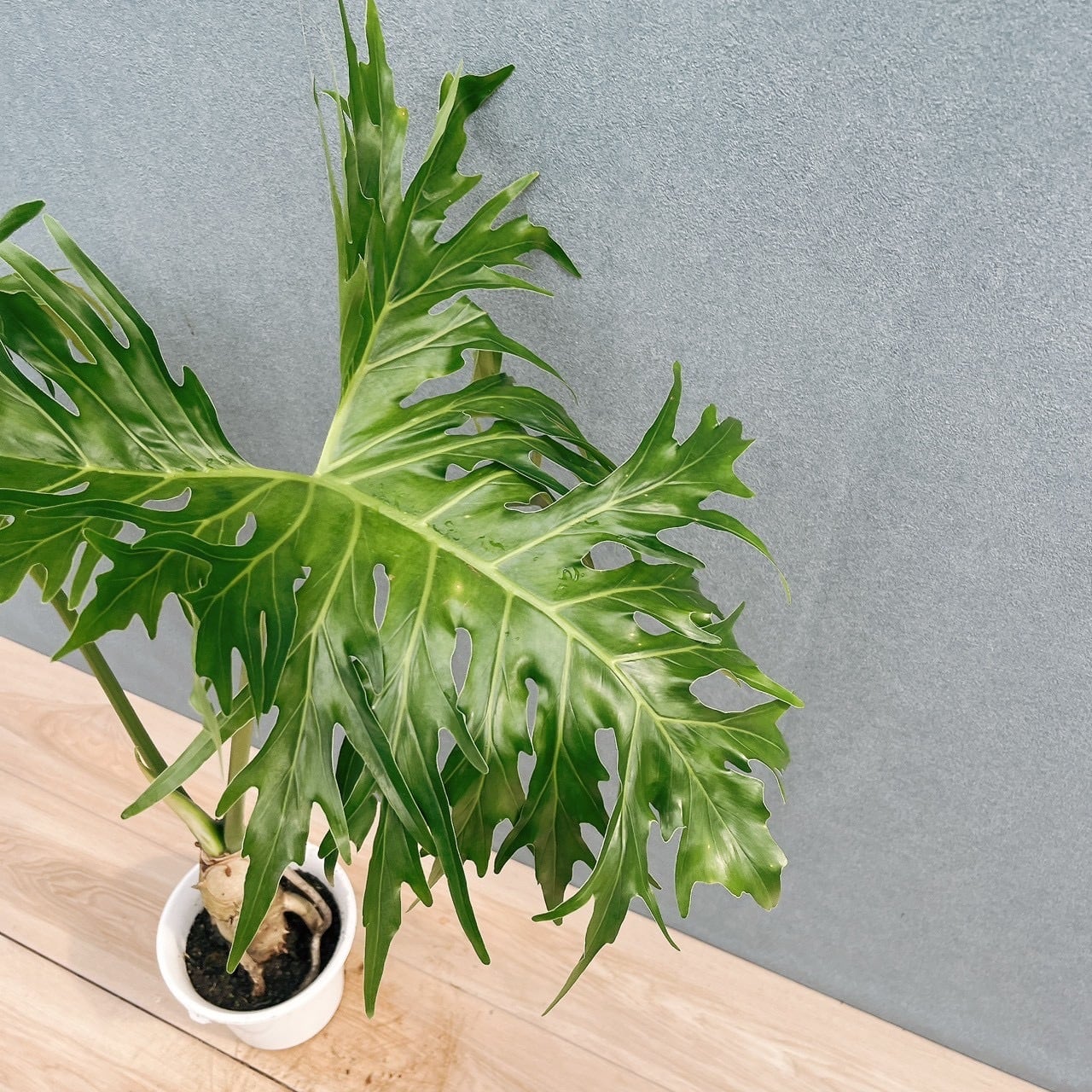 現品］17番 フィロデンドロン セローム 幹上がり 6号 観葉植物 大型