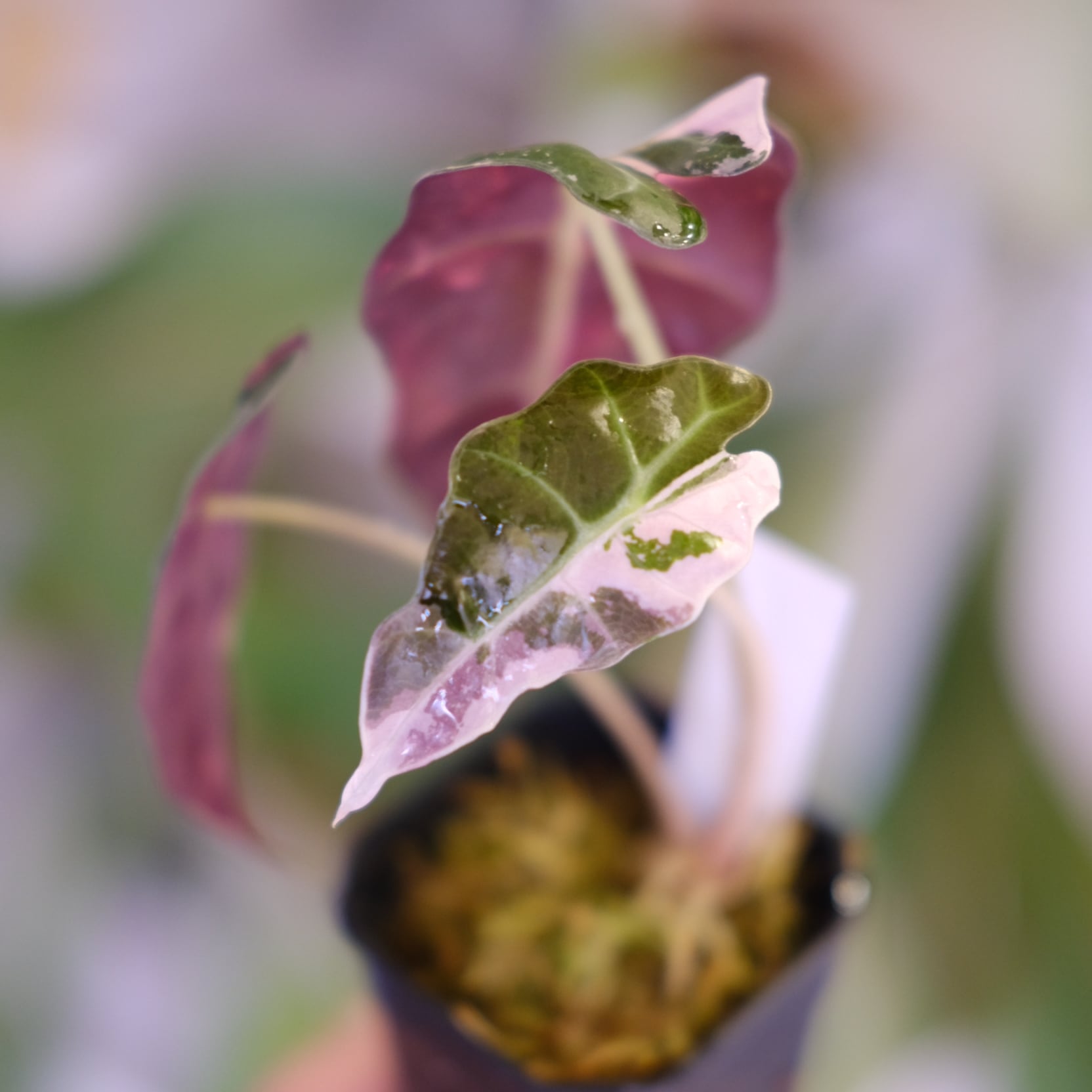 Alocasia Amazonica Polly Pink varigated②│アロカシア アマゾニカ