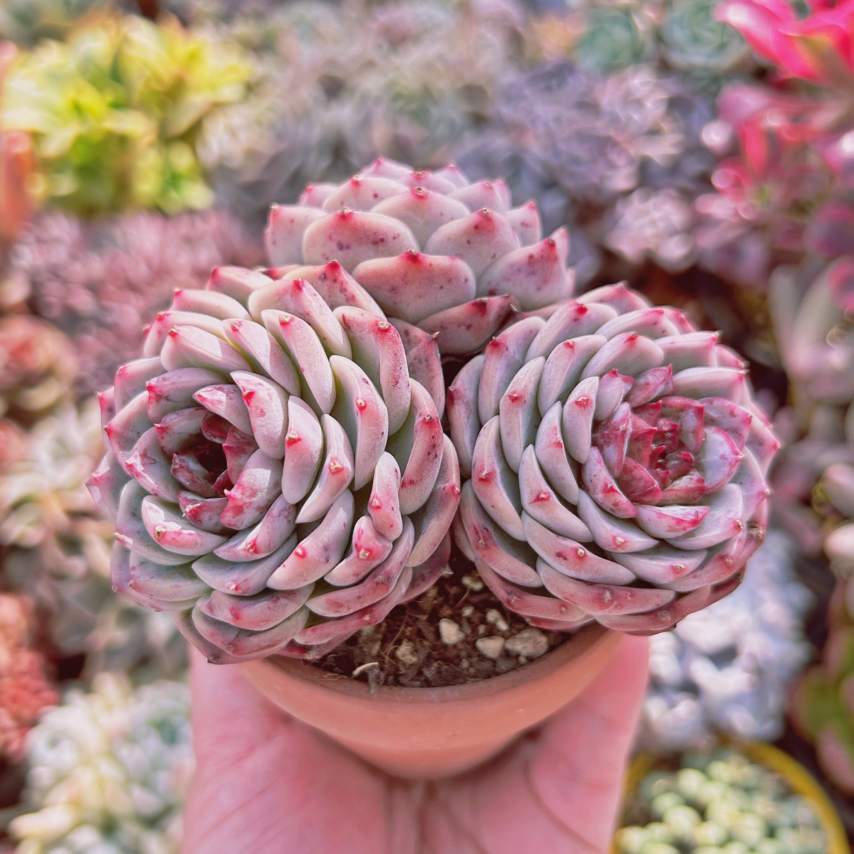 #724現物　多肉植物　ジャムハート　特大群生